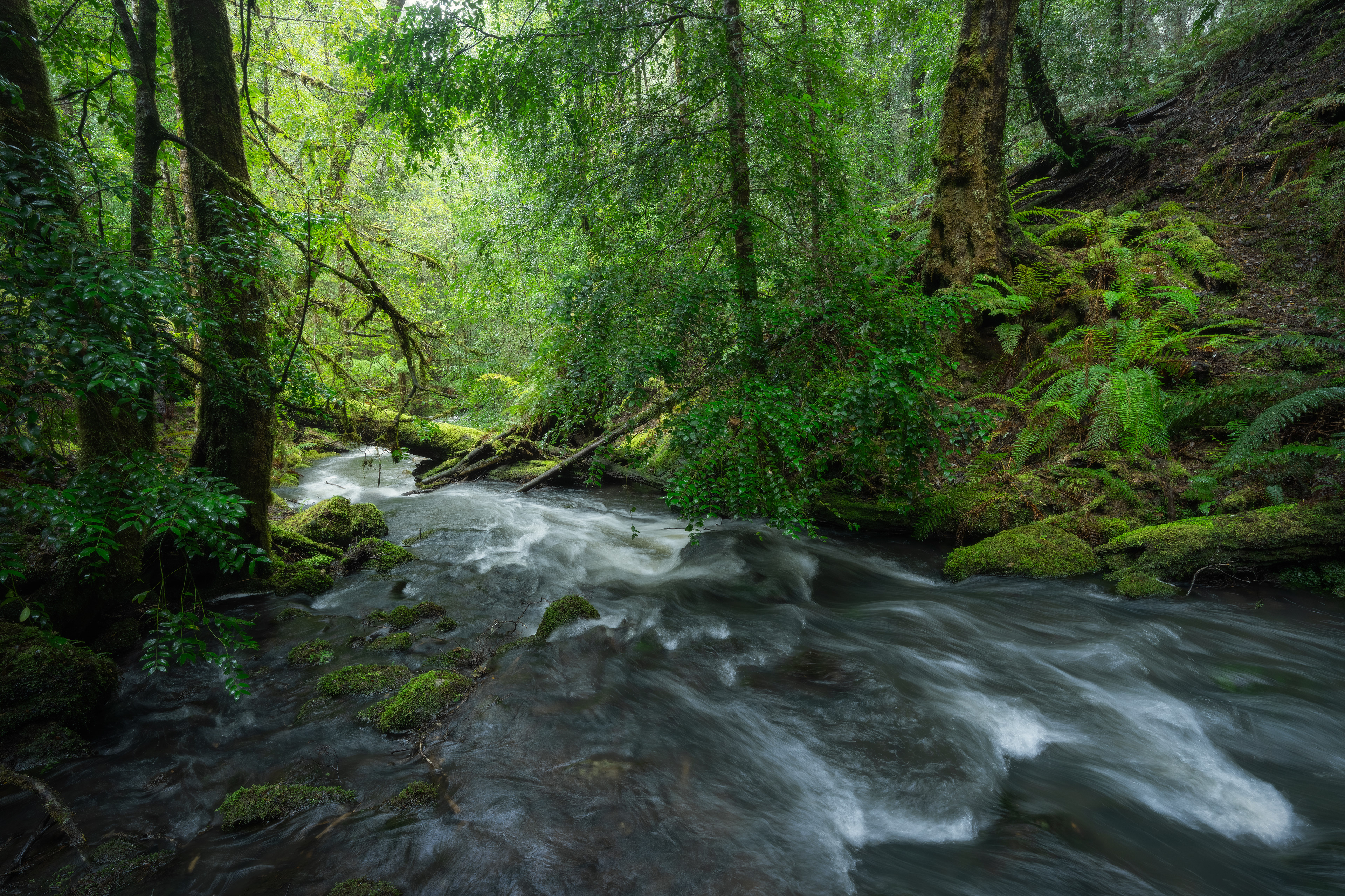 Tarkine Creek 03 (2:3)