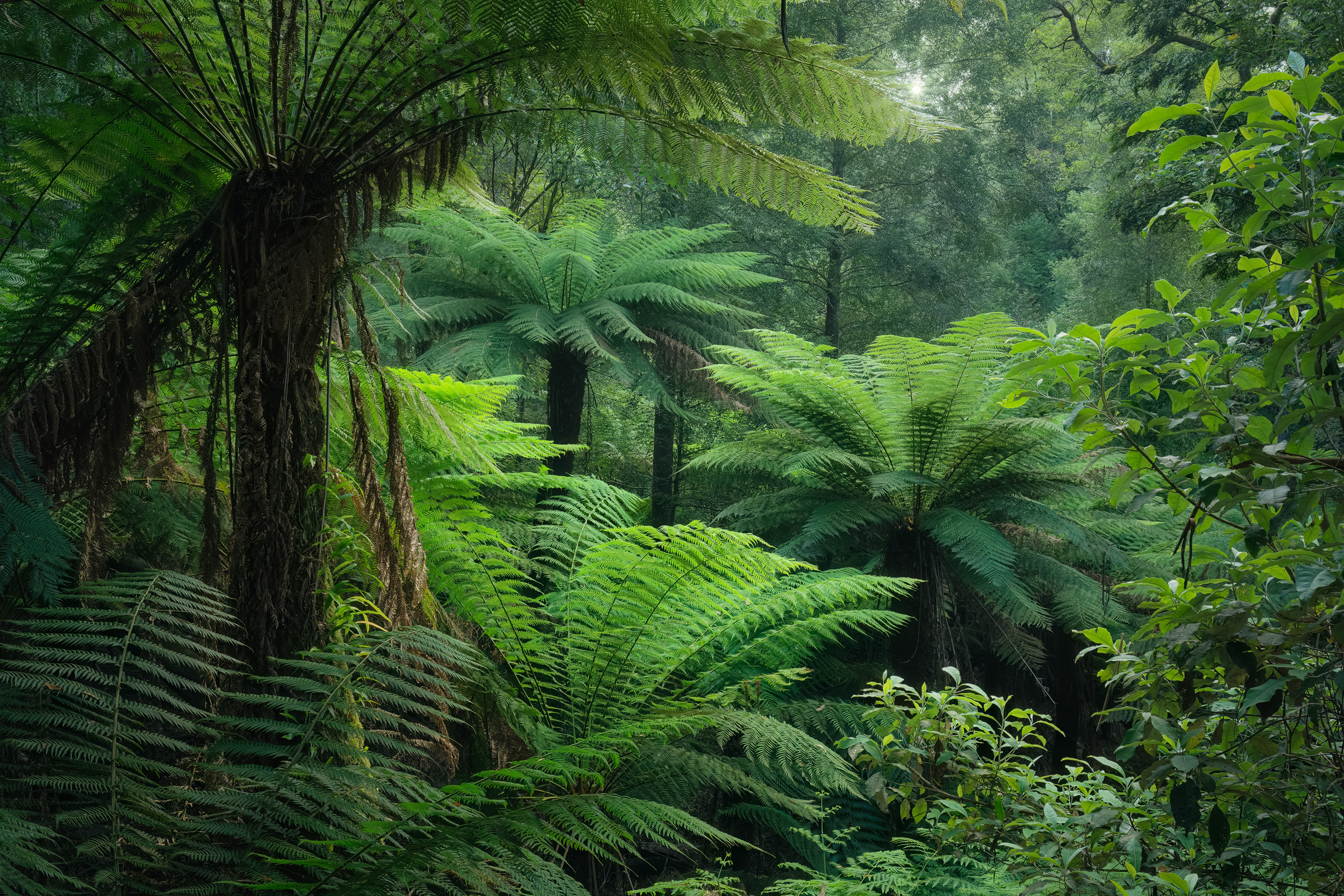 Mount Field Forest 01