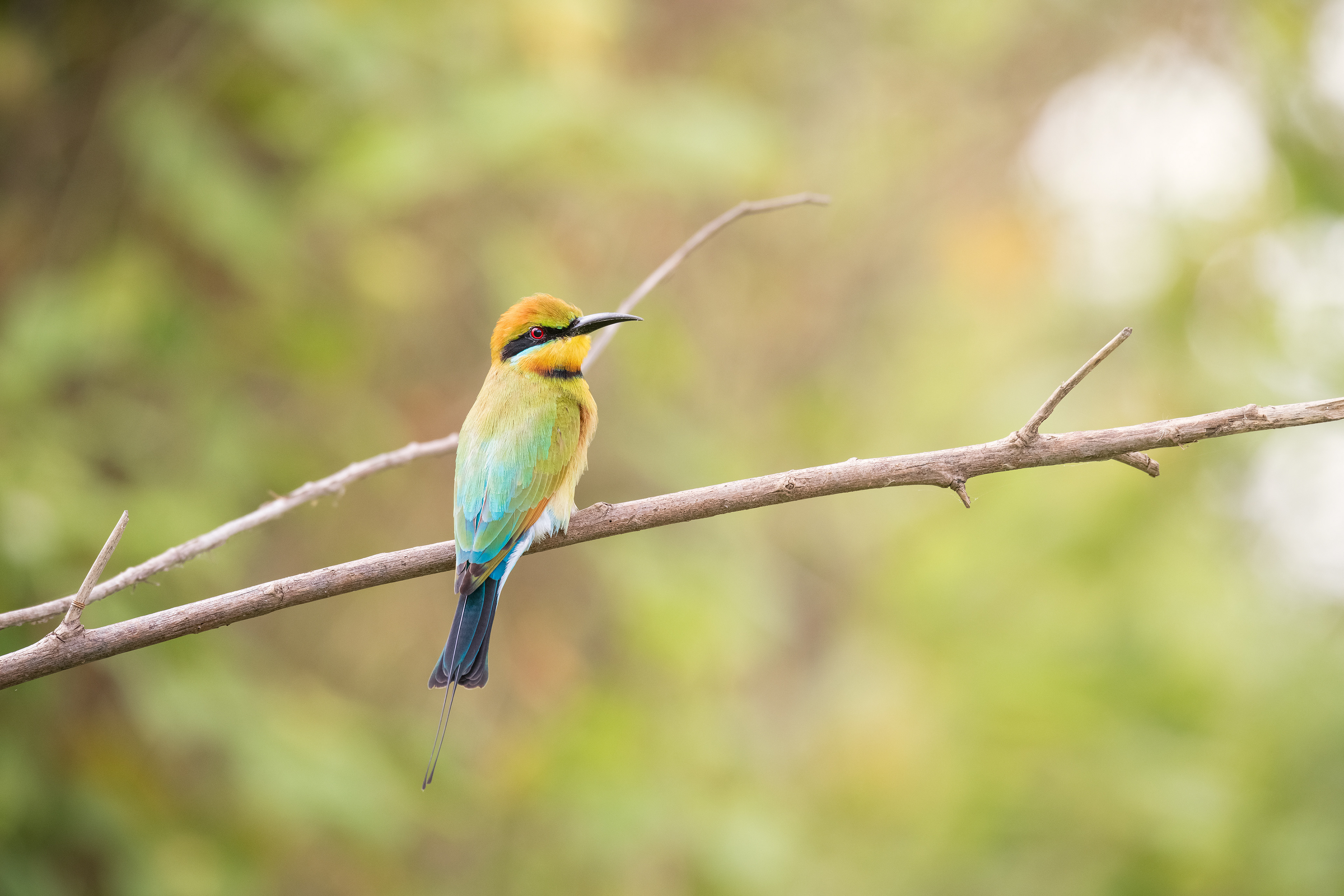 Rainbow Bee-eater