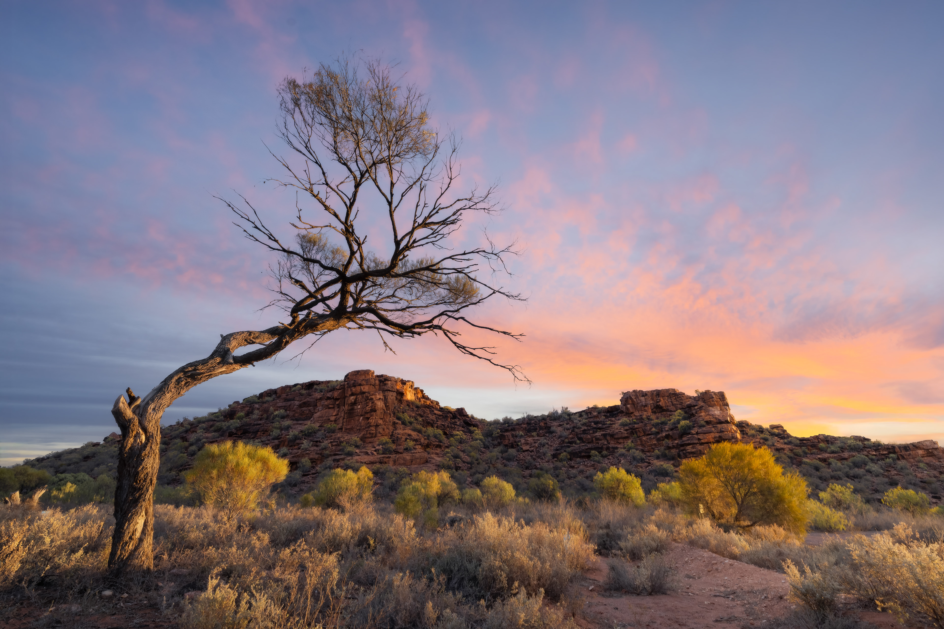 Wild Dog Hill, Whyalla