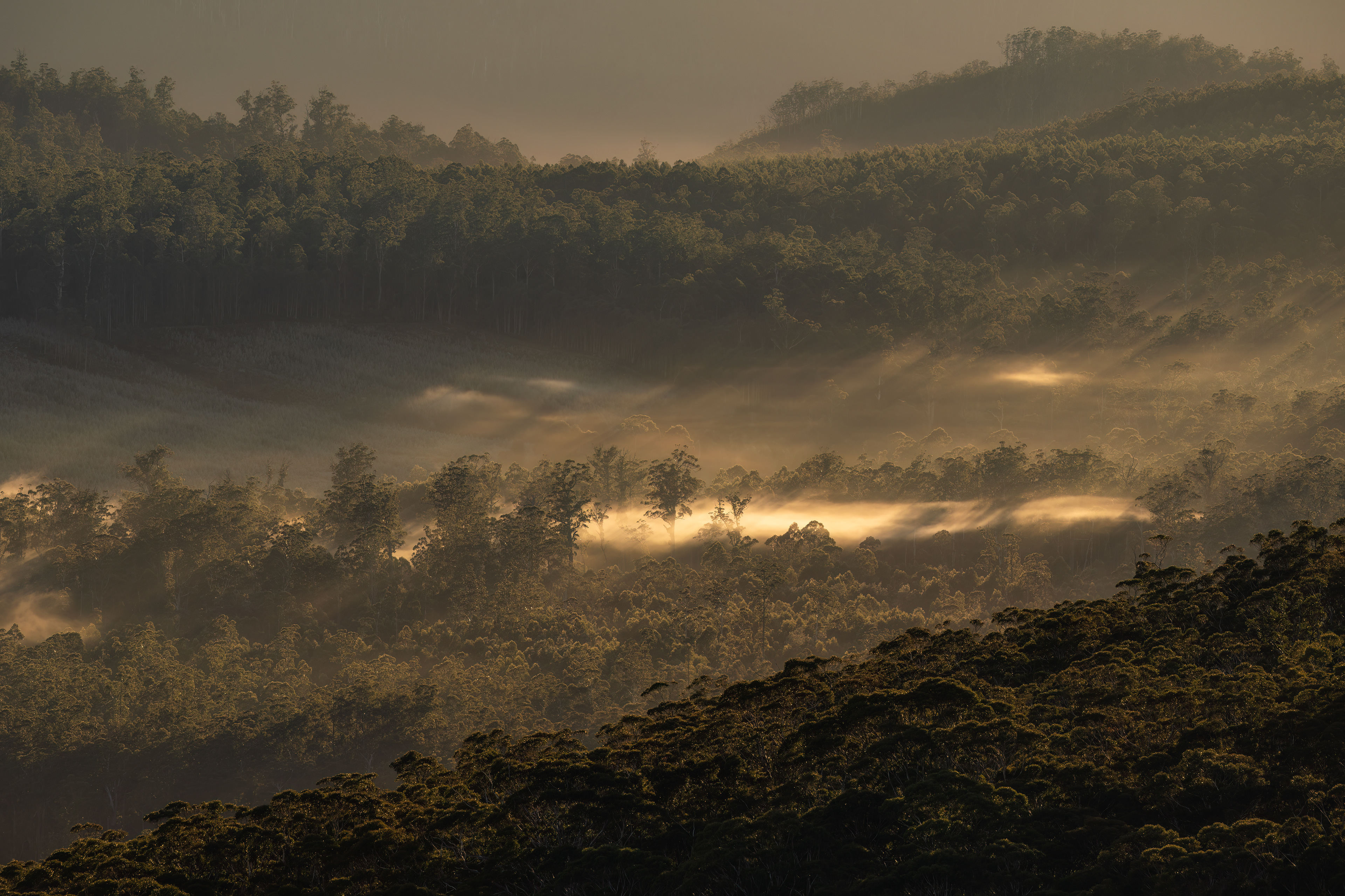 Morning Mist, Ben Lomond National Park (2:3)
