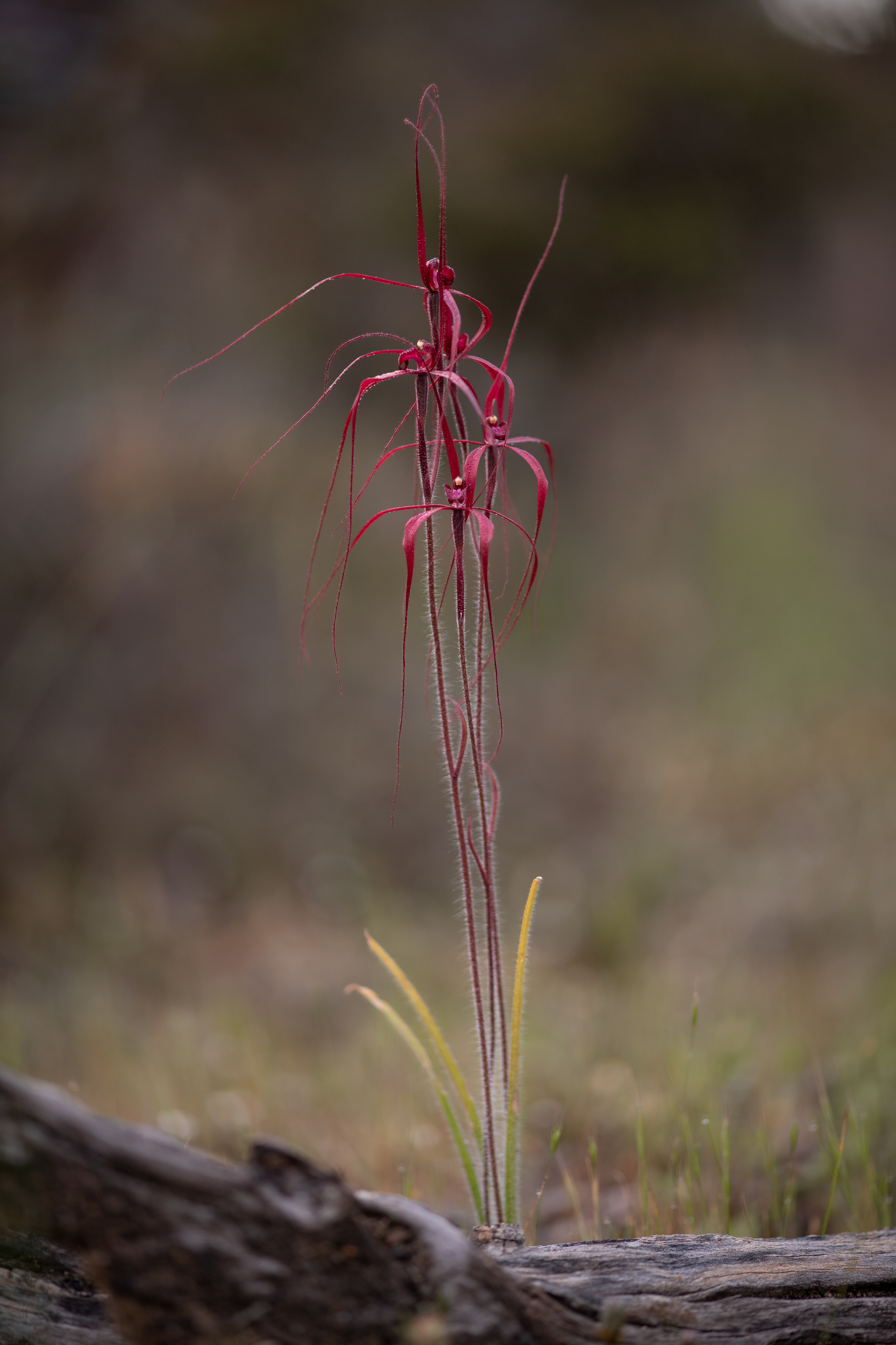Caladenia filifera "Blood Spider Orchid" 02