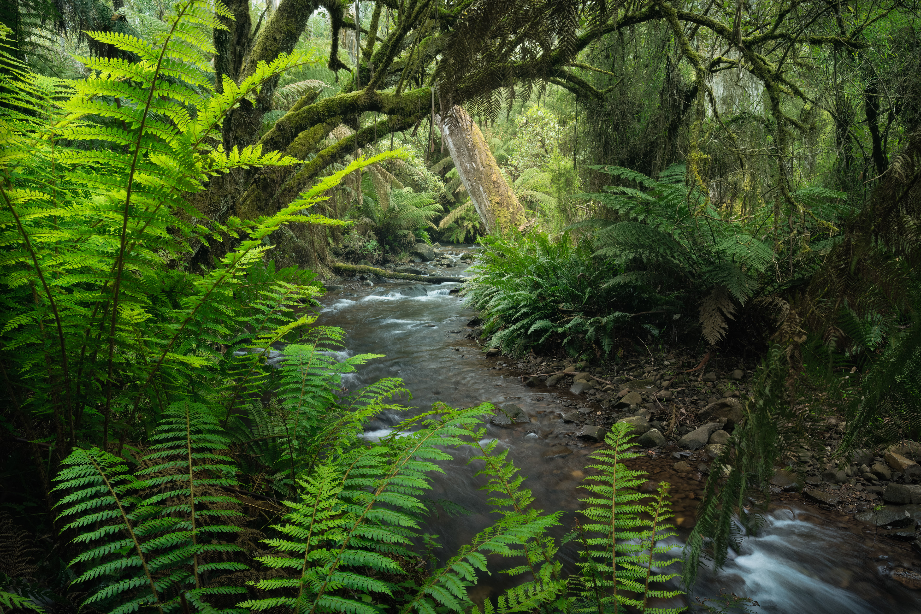Yarra Range Tributary
