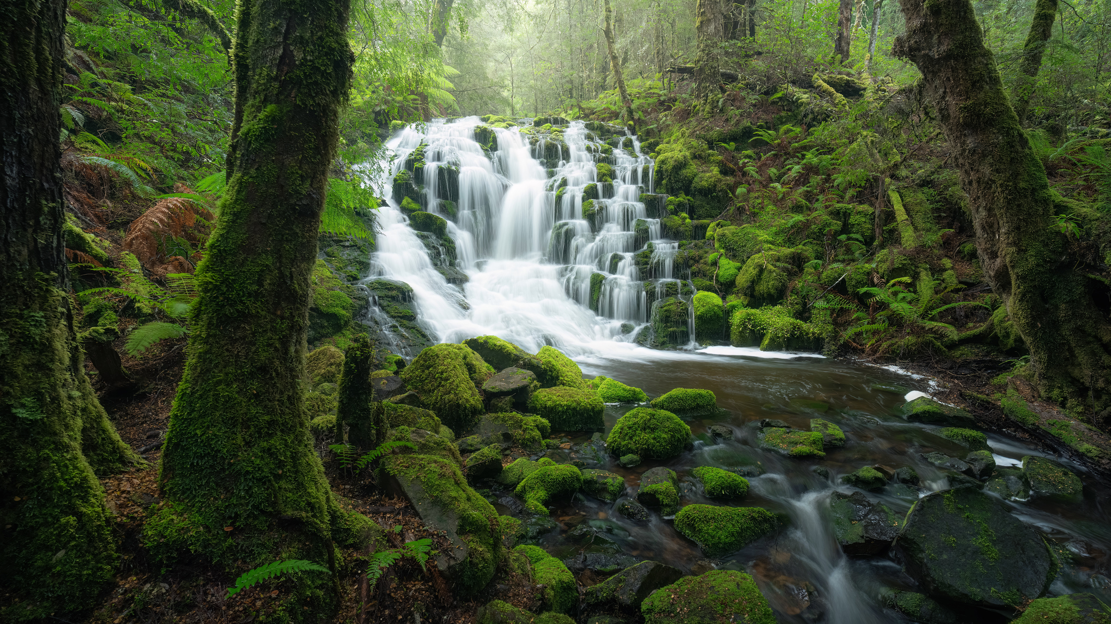 Dove RIver Forest