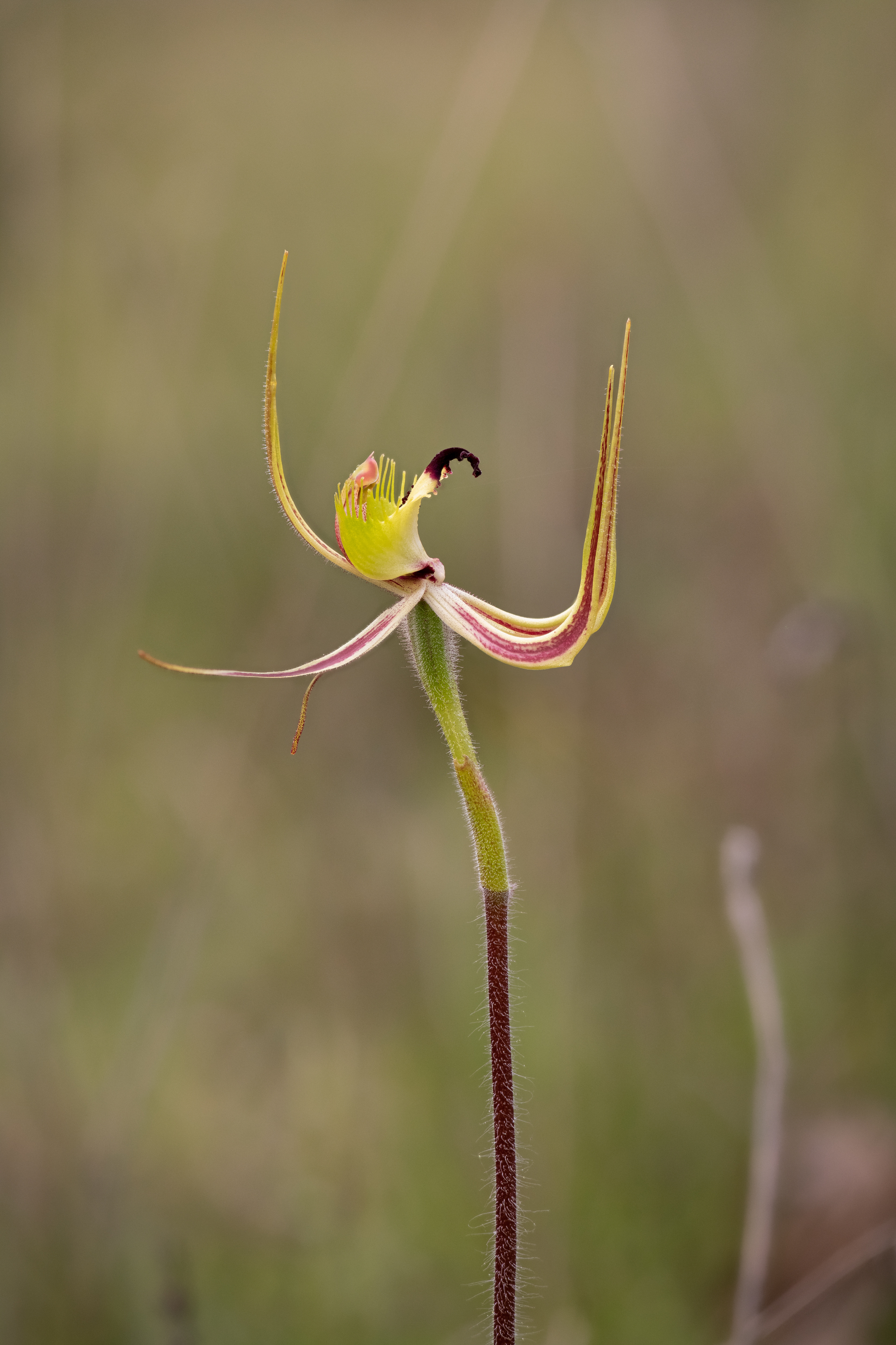Caladenia attingens