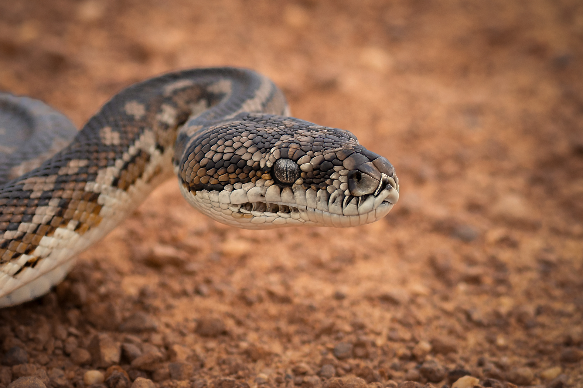 Southwestern Carpet Python