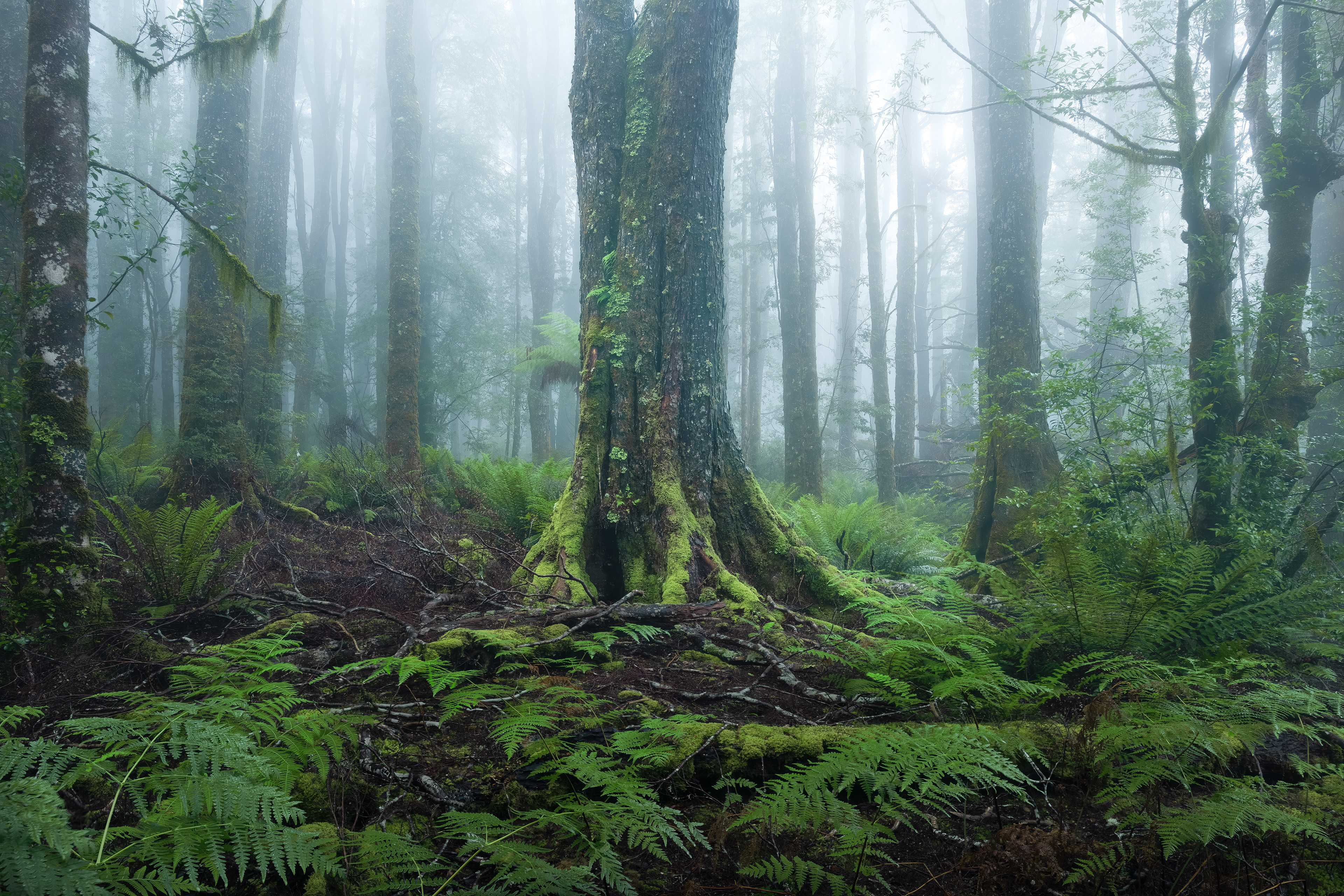 Myrtle Forest