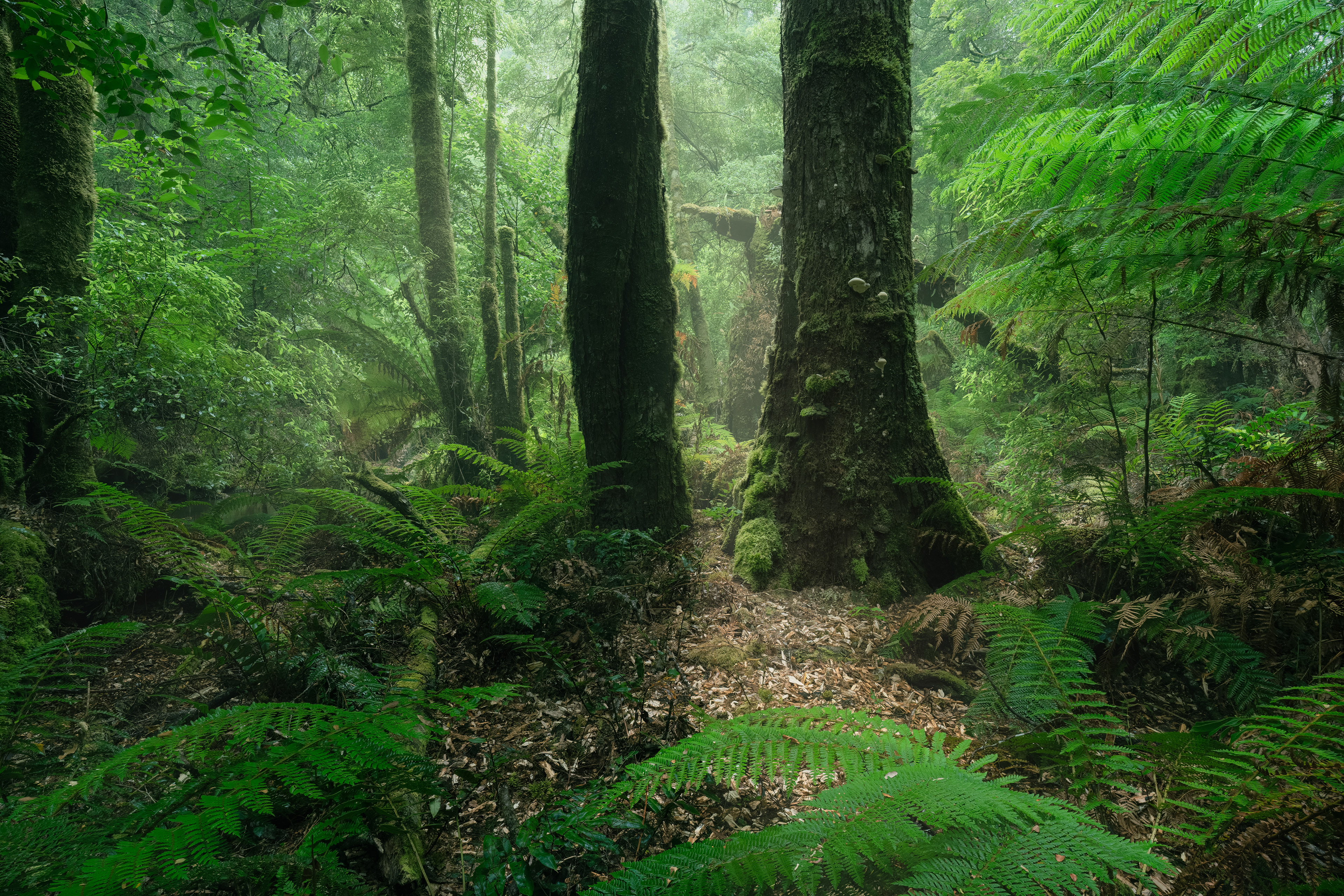 Tarkine Towers