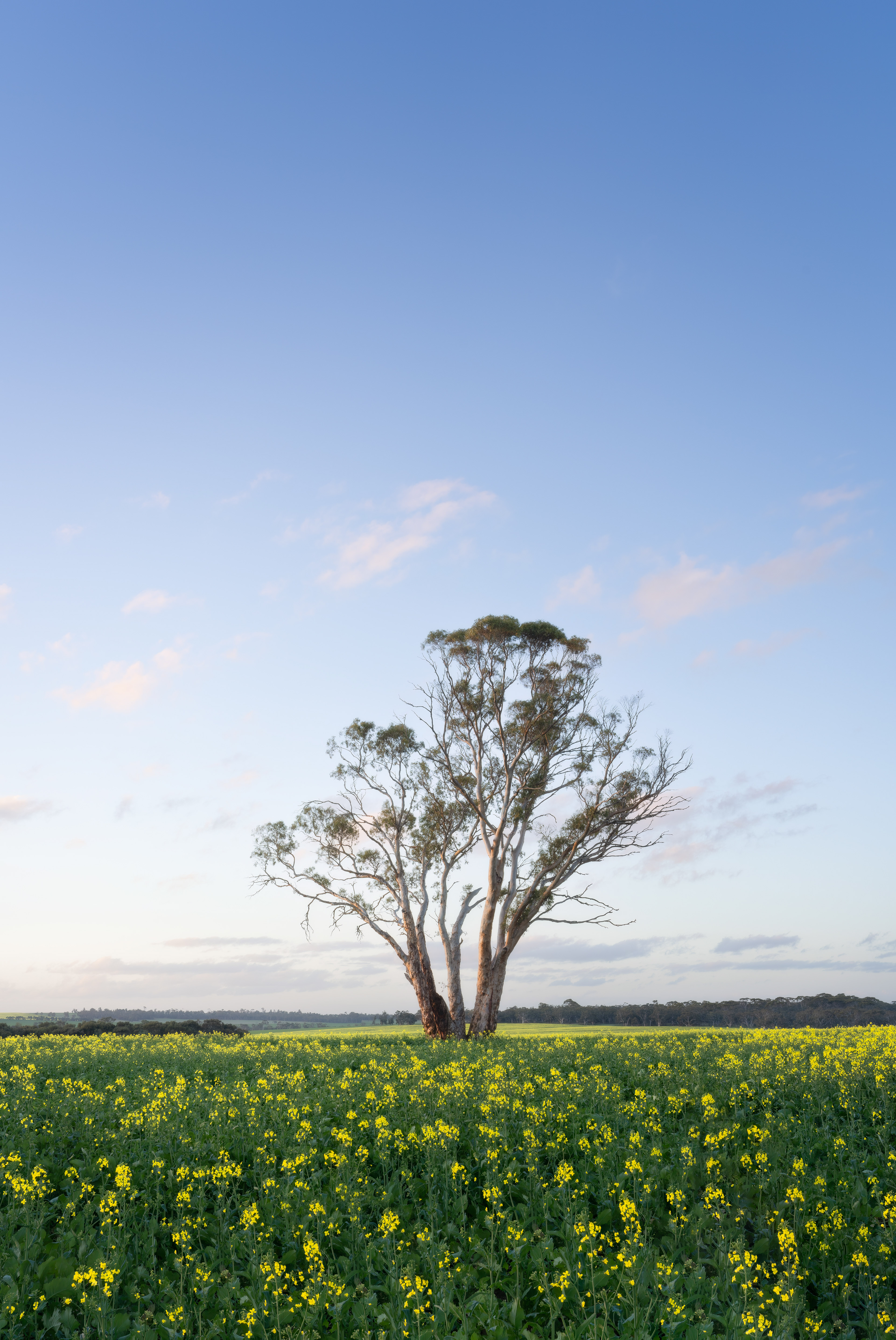 Canola Fields