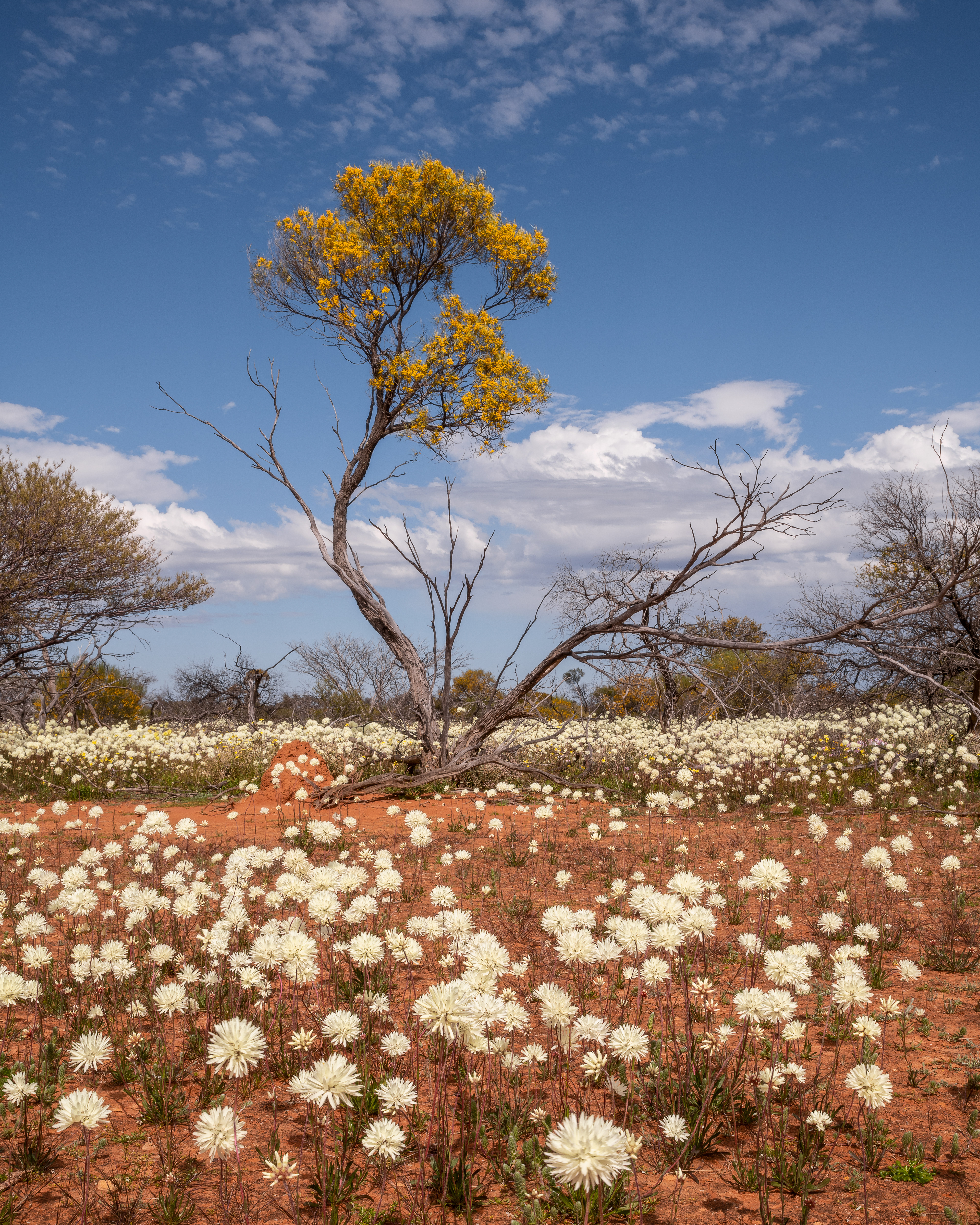 Wildflowers near Paynes Find