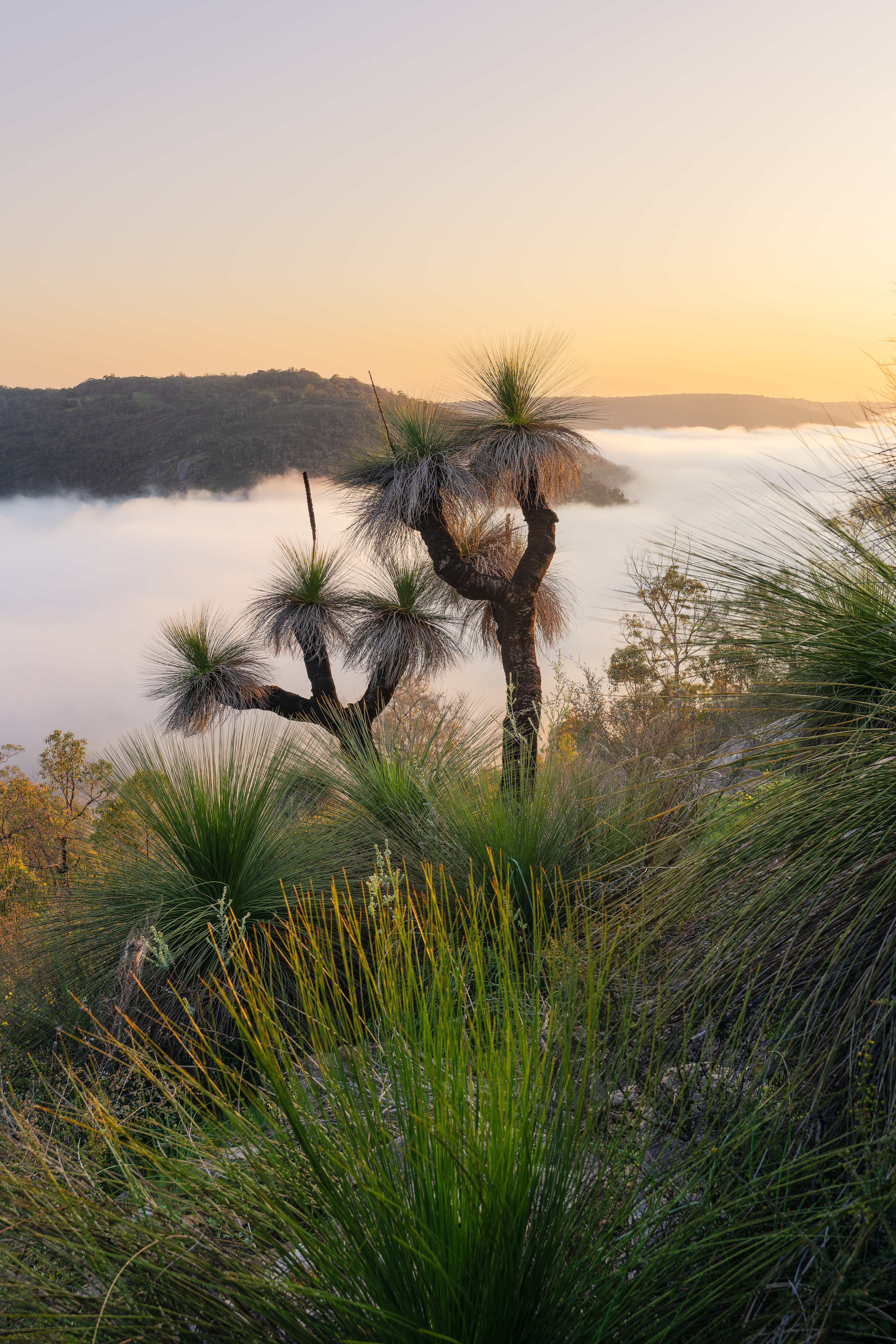 Xanthorrrhoea Sunrise