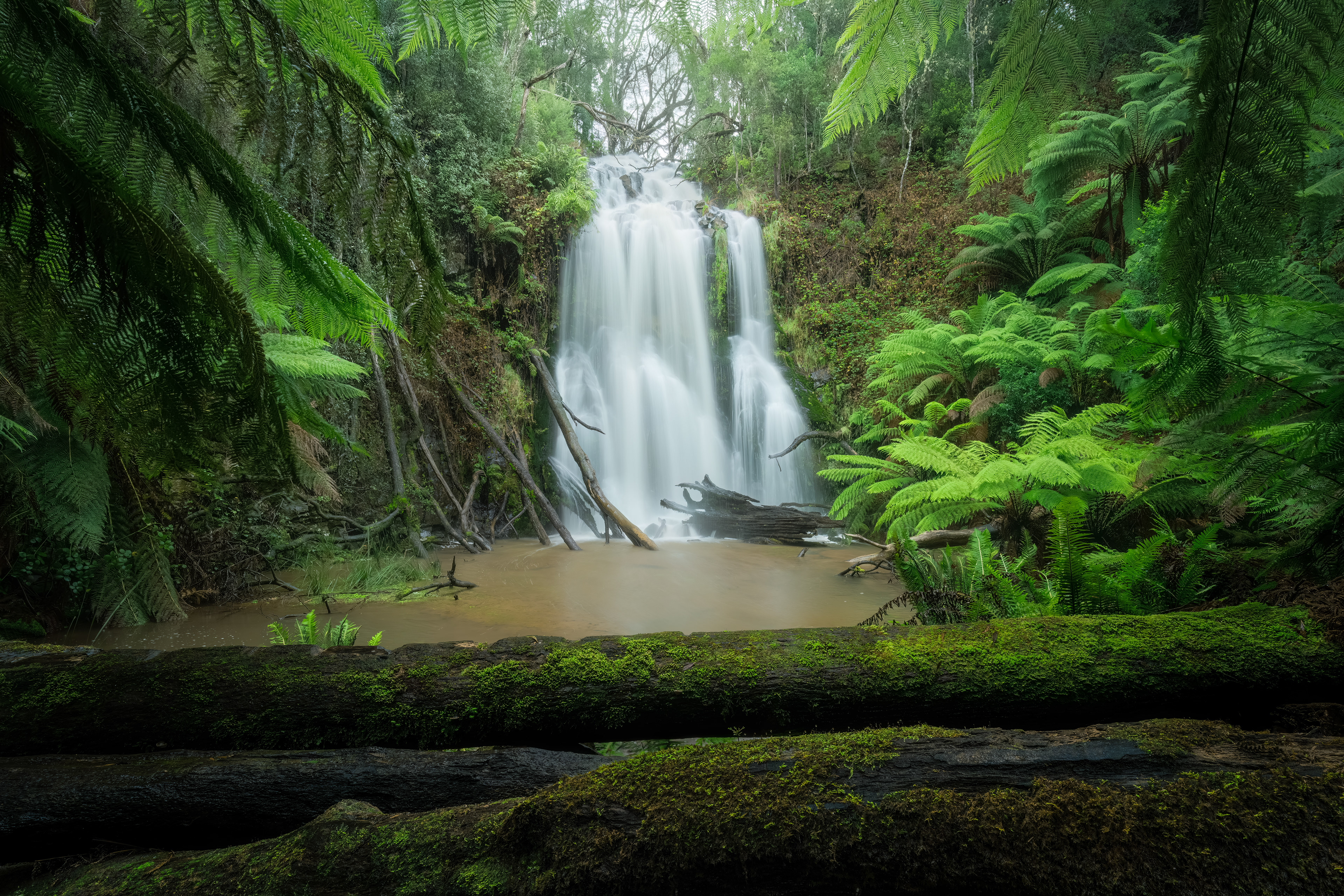 Tarkine