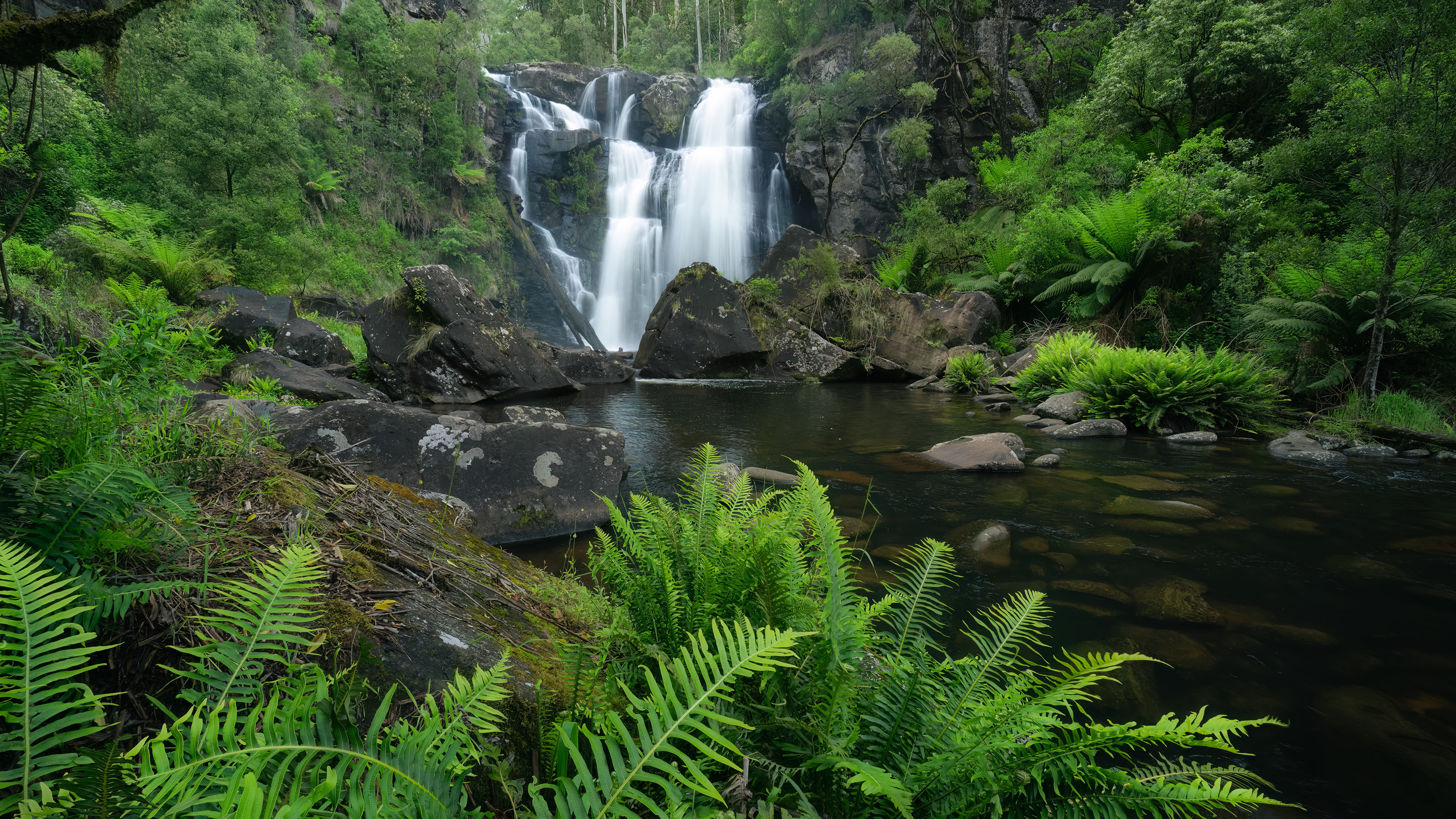 Stevensons Falls in the Otways, Victoria. A large waterfall in lush rainforest setting.