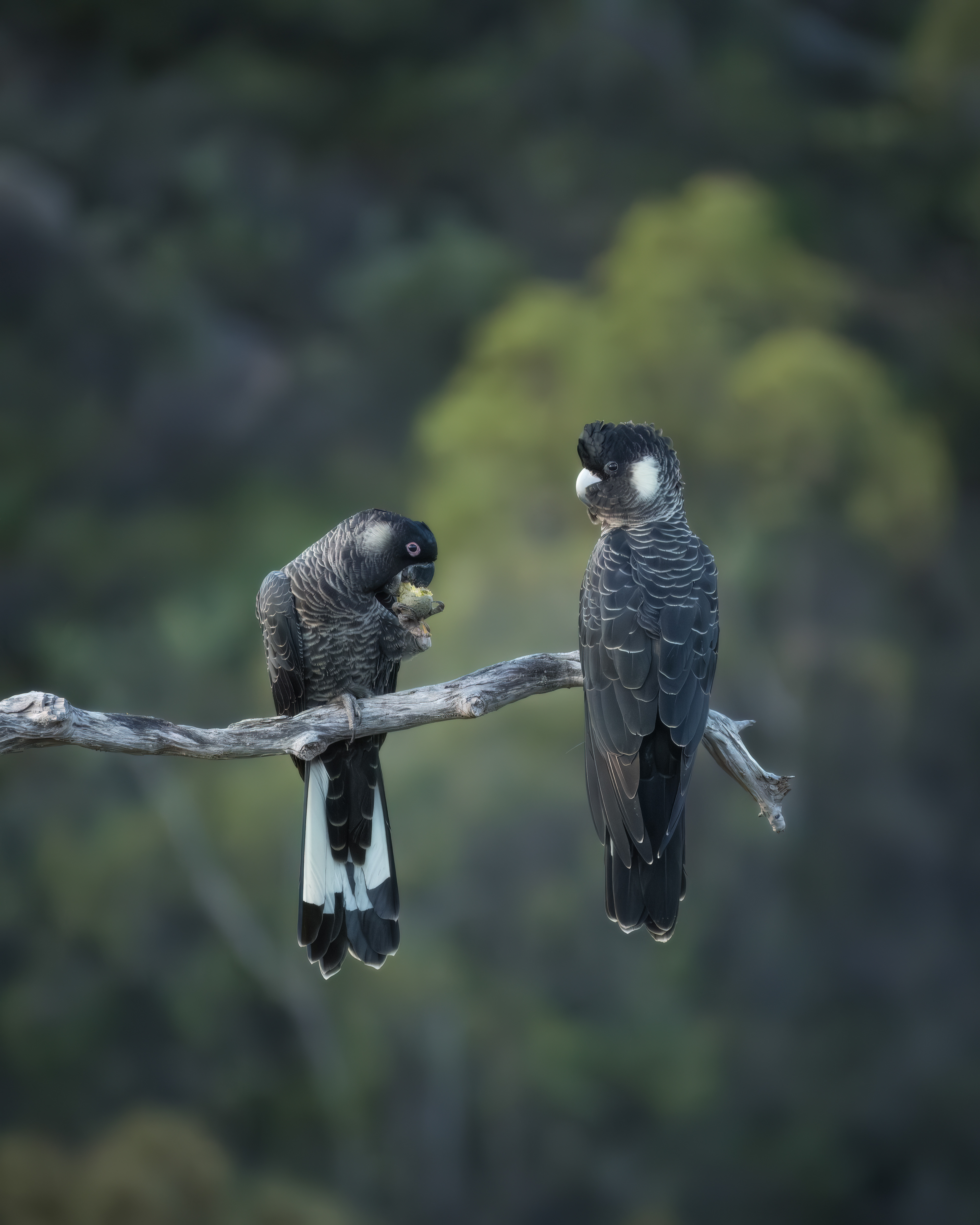 Carnaby's Cockatoos