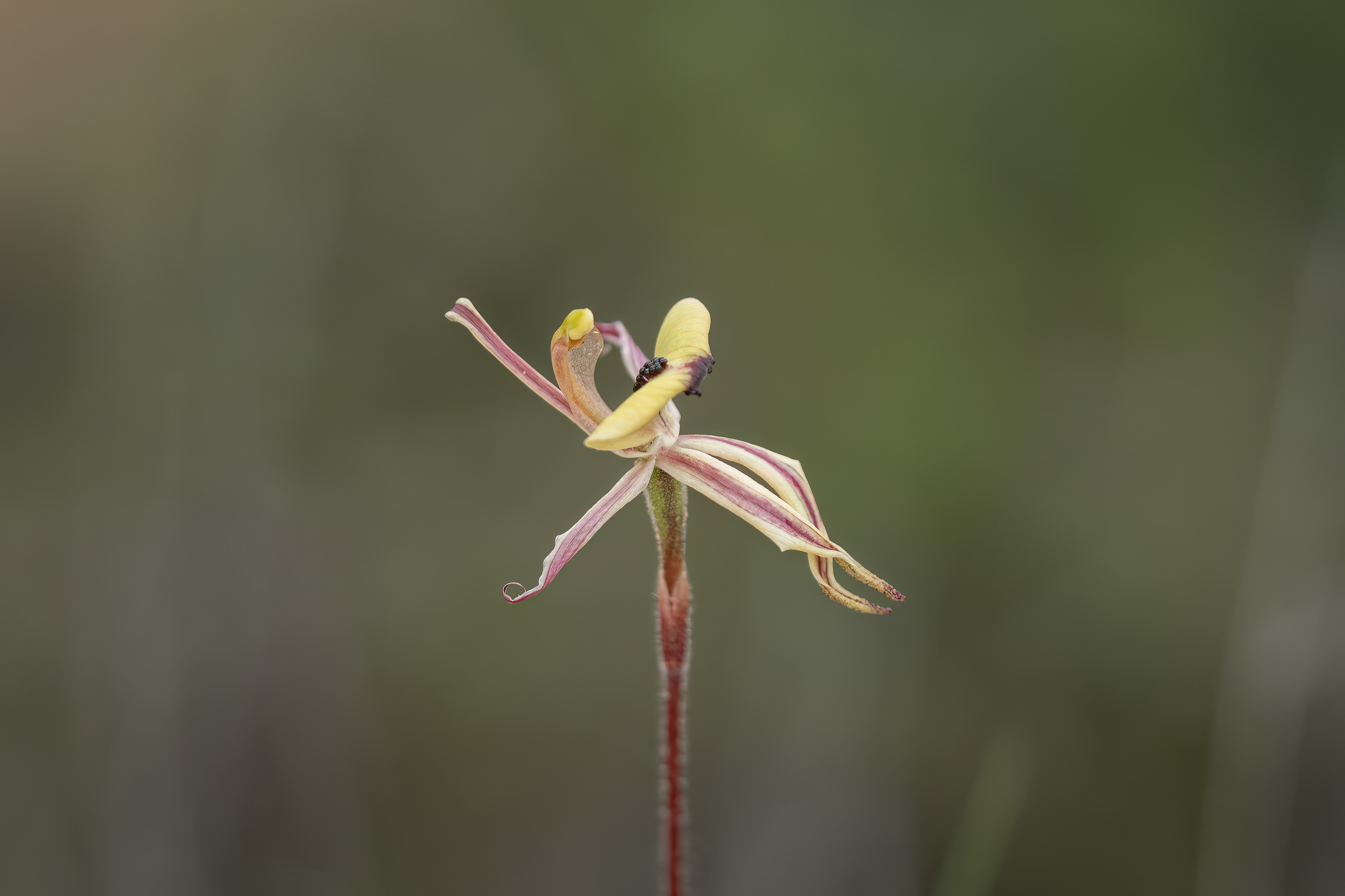 Caladenia roei "Clown Orchid"