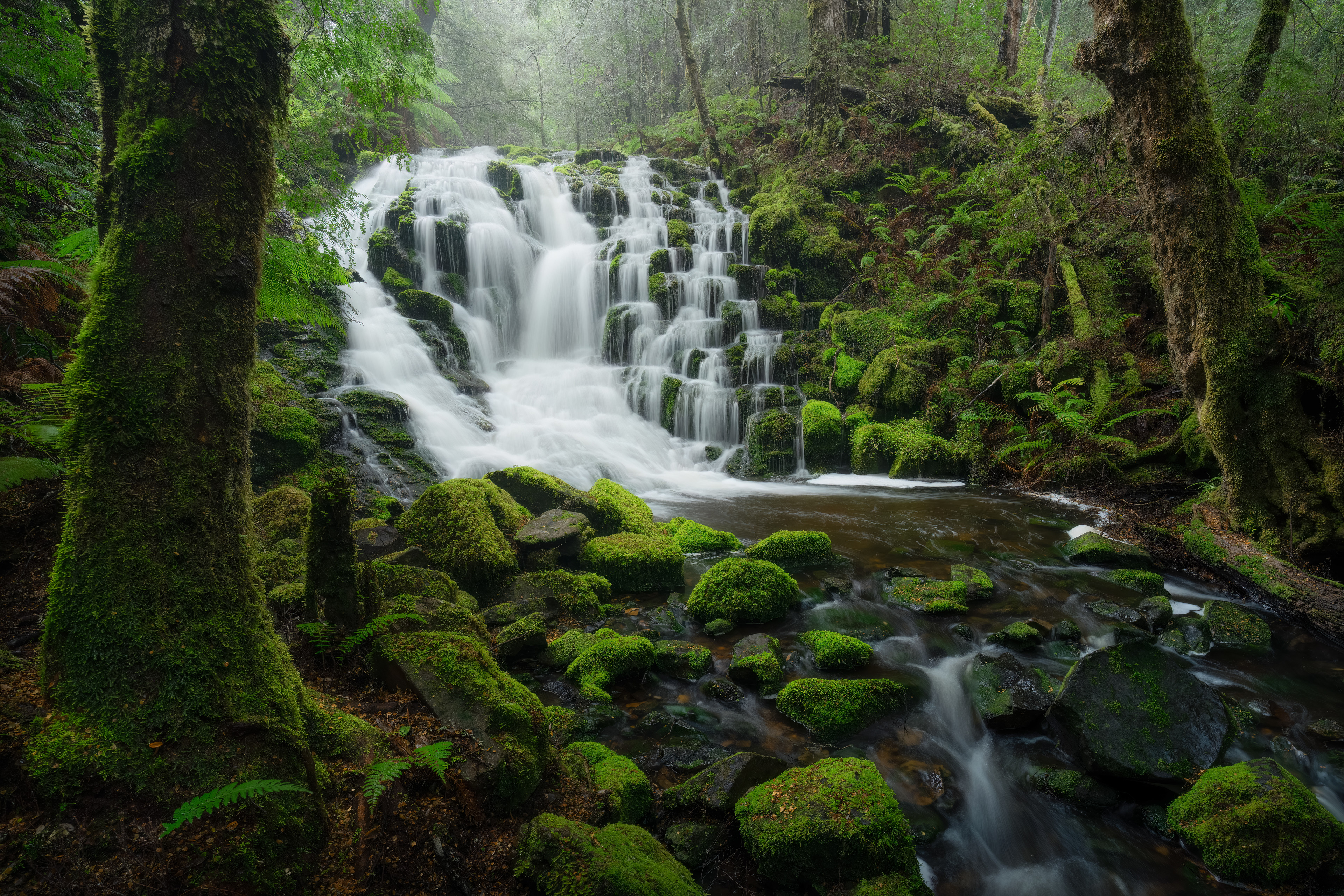 Dove River Forest Cascades (2:3)