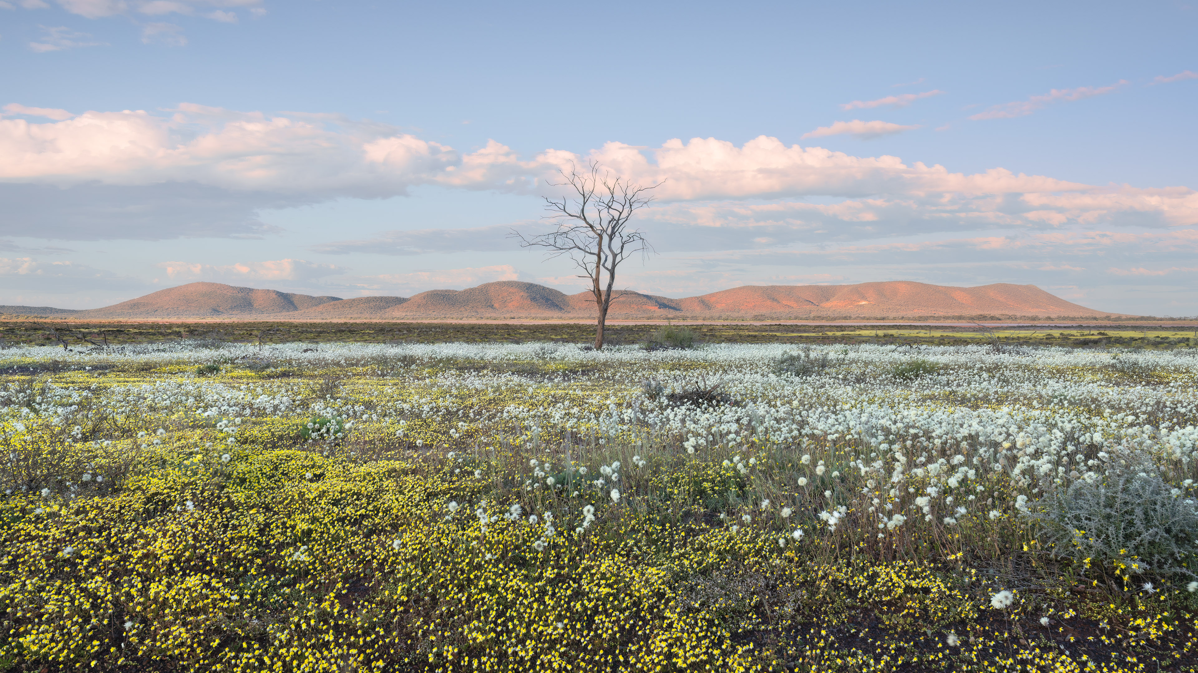A mass of wildflowers bloom beneath a mountain range in the outback of Western Australia.