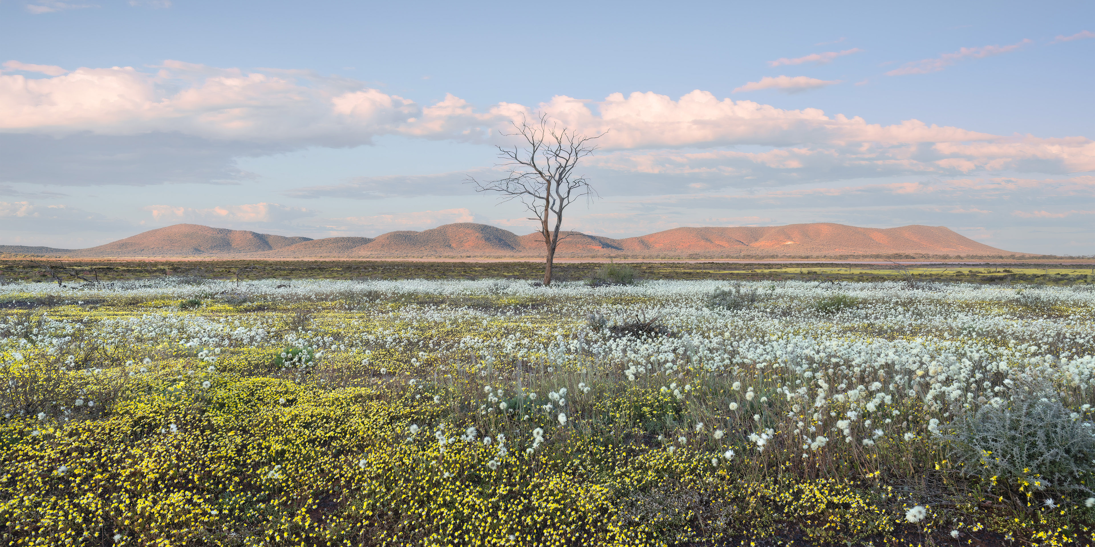 Lone tree in Karara Rangeland Park, Western Australia, with fields of vibrant wildflowers in the foreground and mountains in the backdrop, captured in stunning landscape photography.