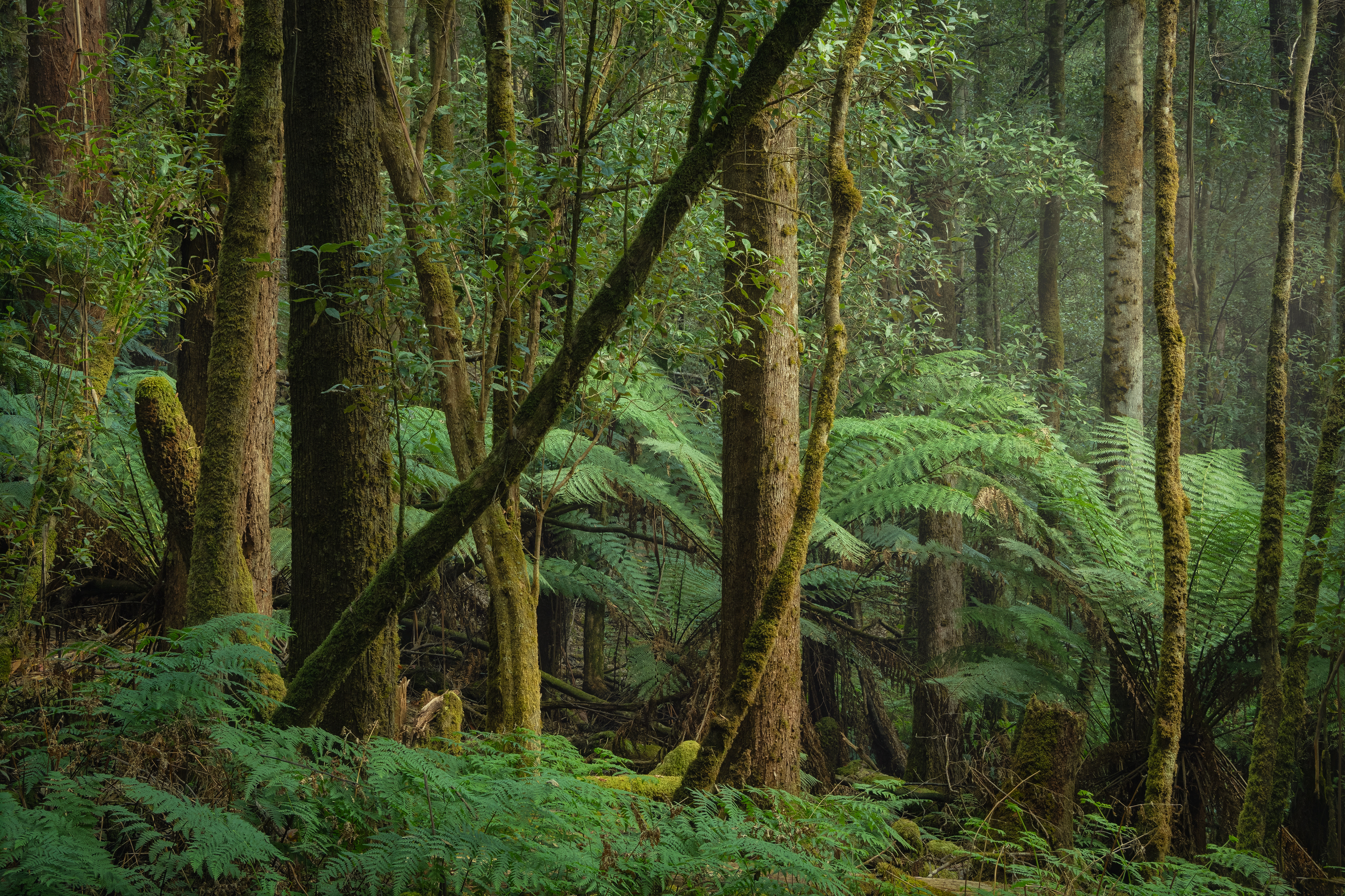 Mount Field Forest 03