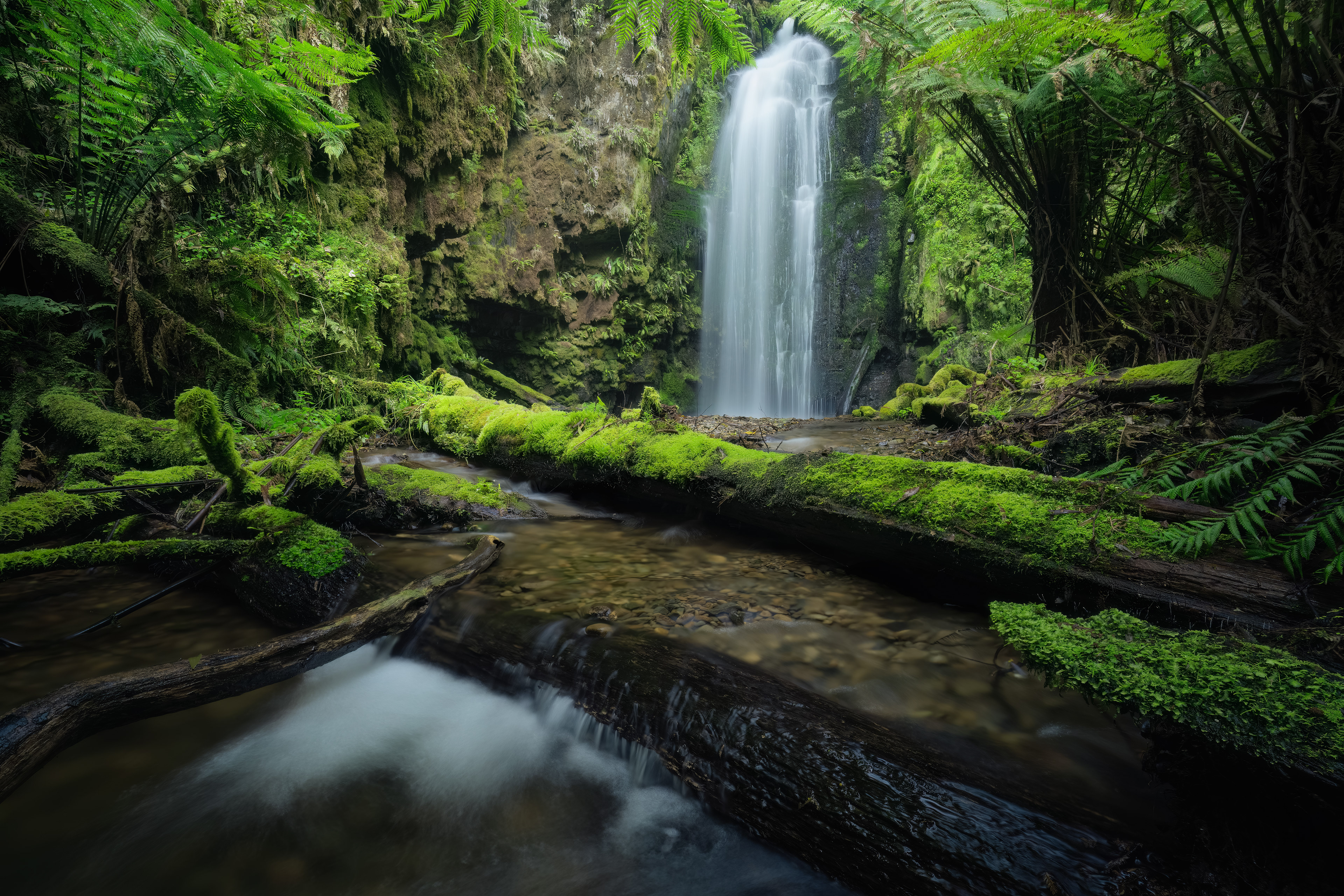 A hidden waterfall surrounded by ferns and moss-covered logs.