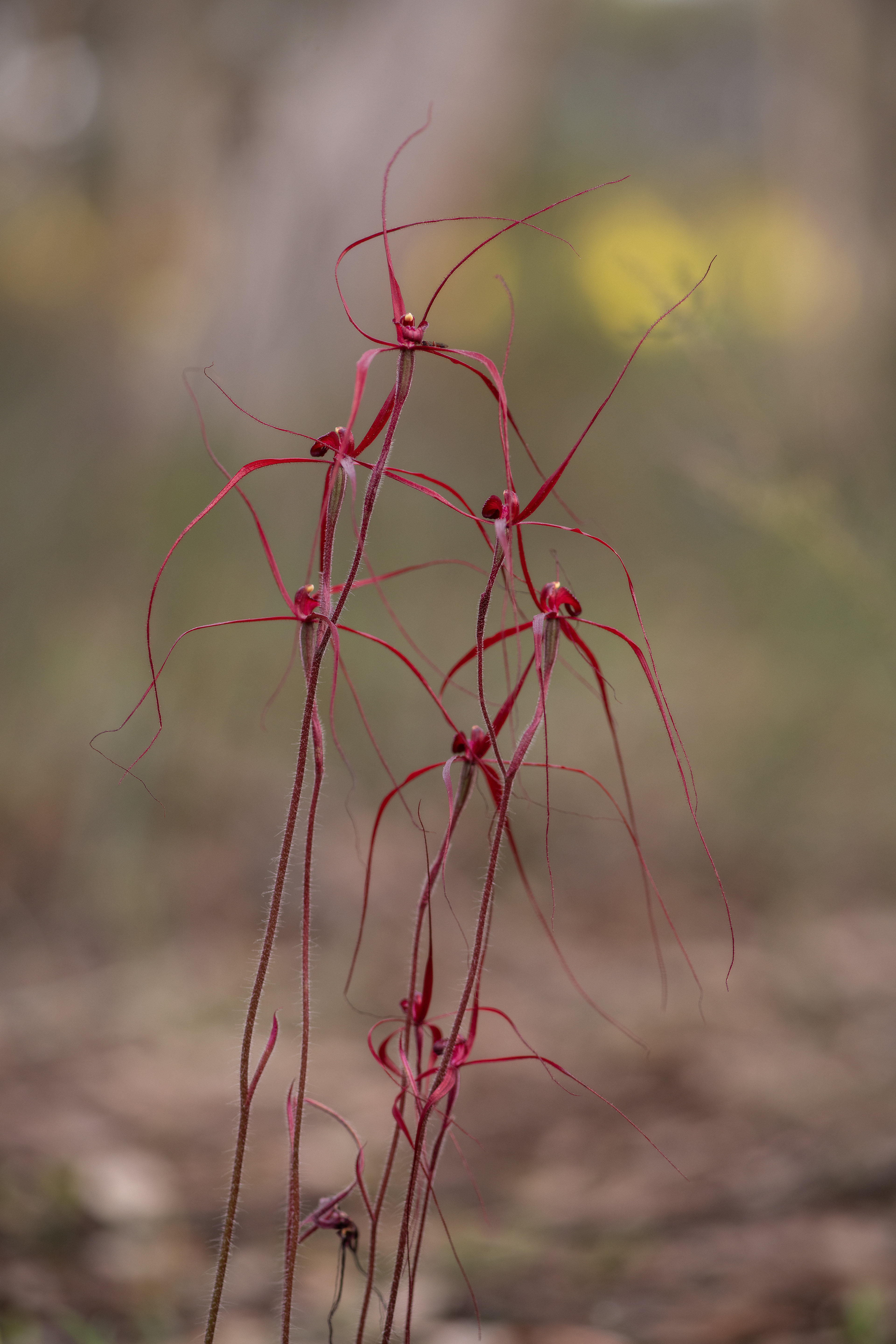 Caladenia filifera "Blood Spider Orchid" 01