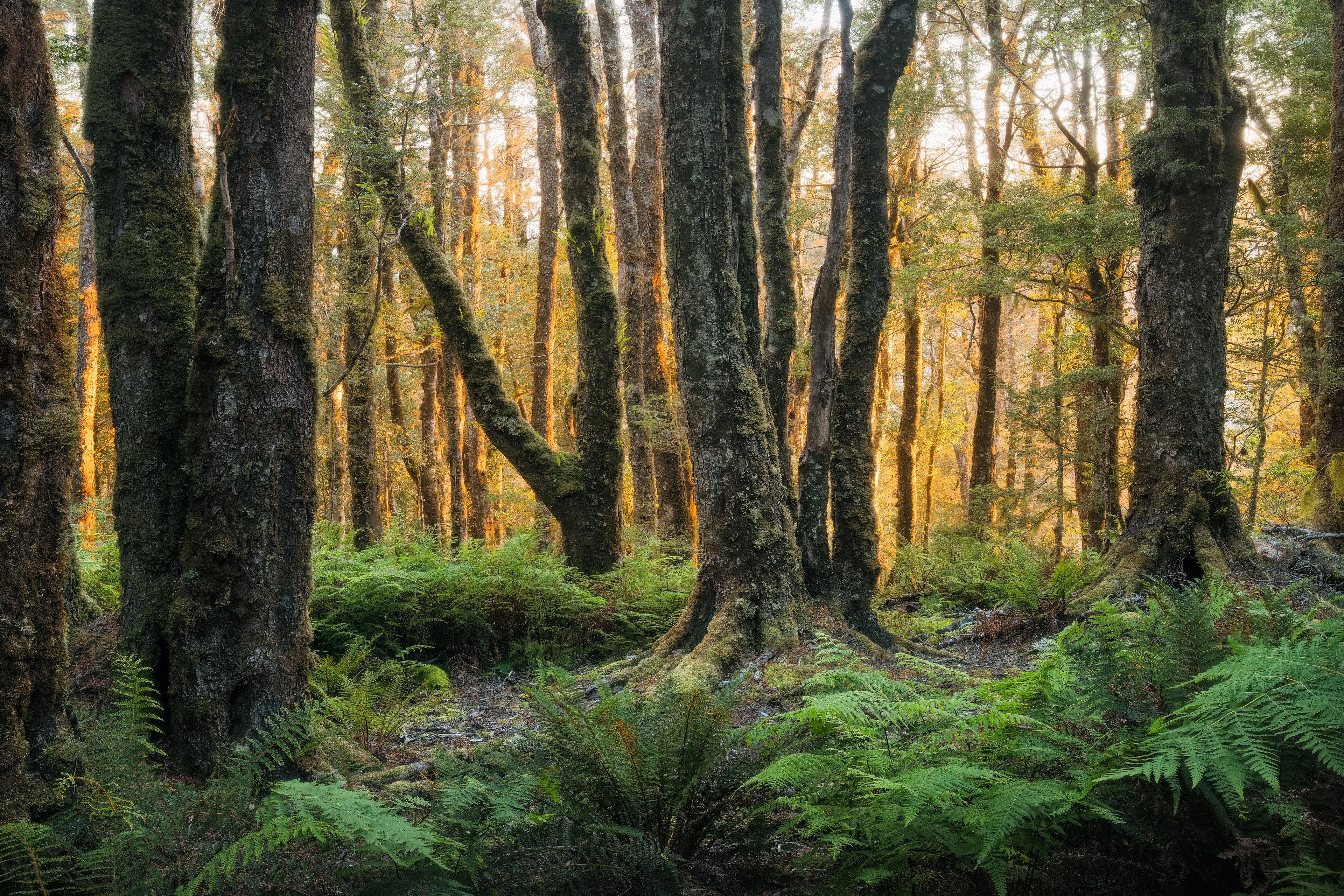 Golden Grove (2:3)