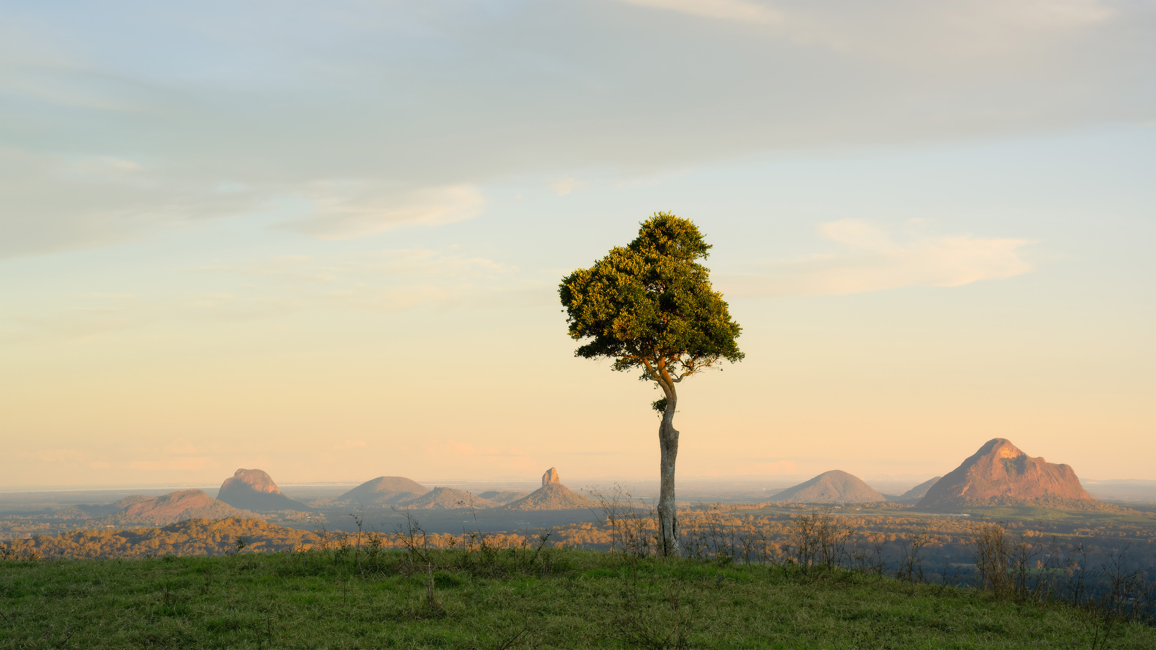 A lone tree stands on a grassy hilltop at sunset, with the iconic peaks of the Glass House Mountains in Queensland, Australia, visible in the background under a soft pastel sky.