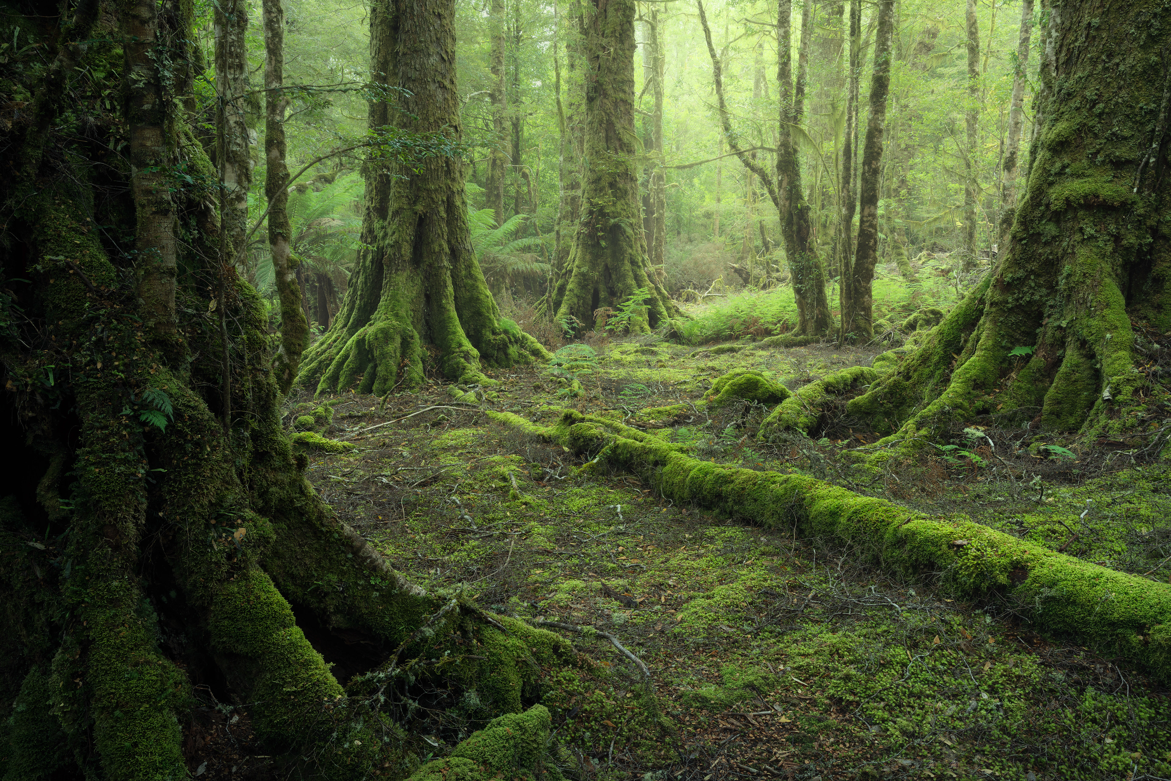 Myrtle Forest