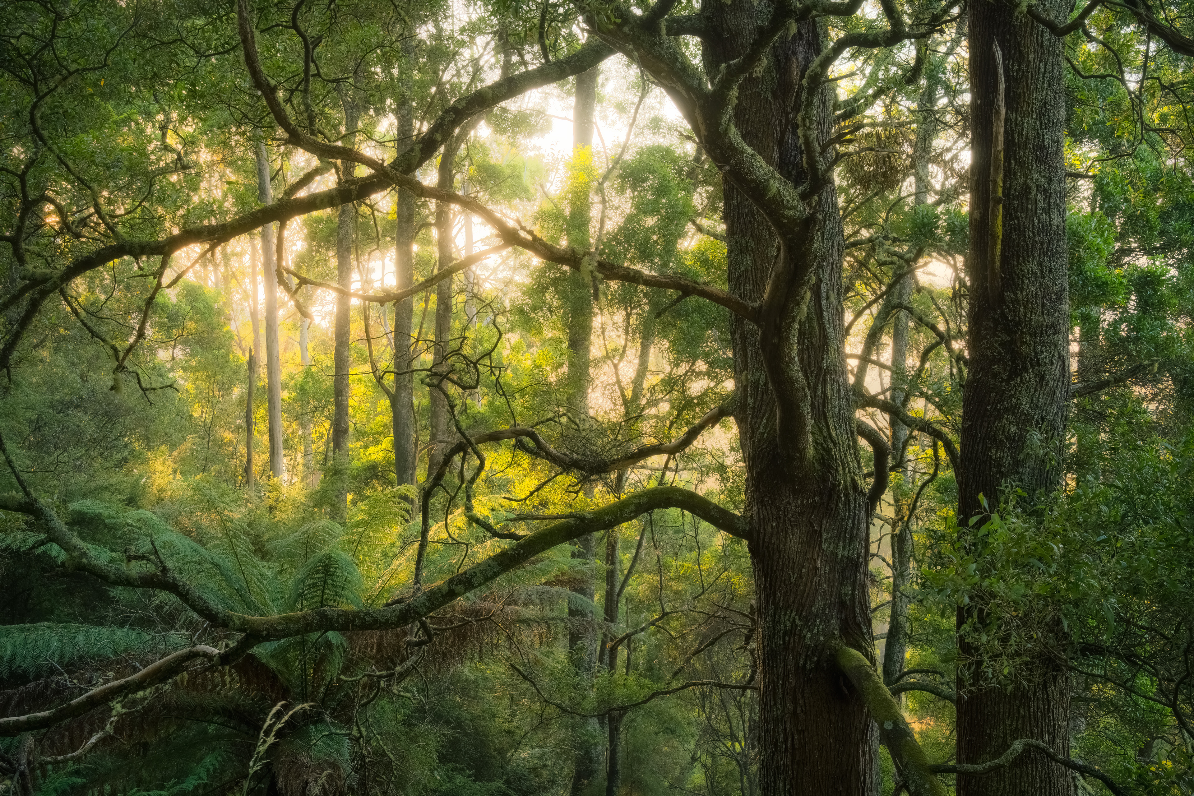 Pyengana Forest