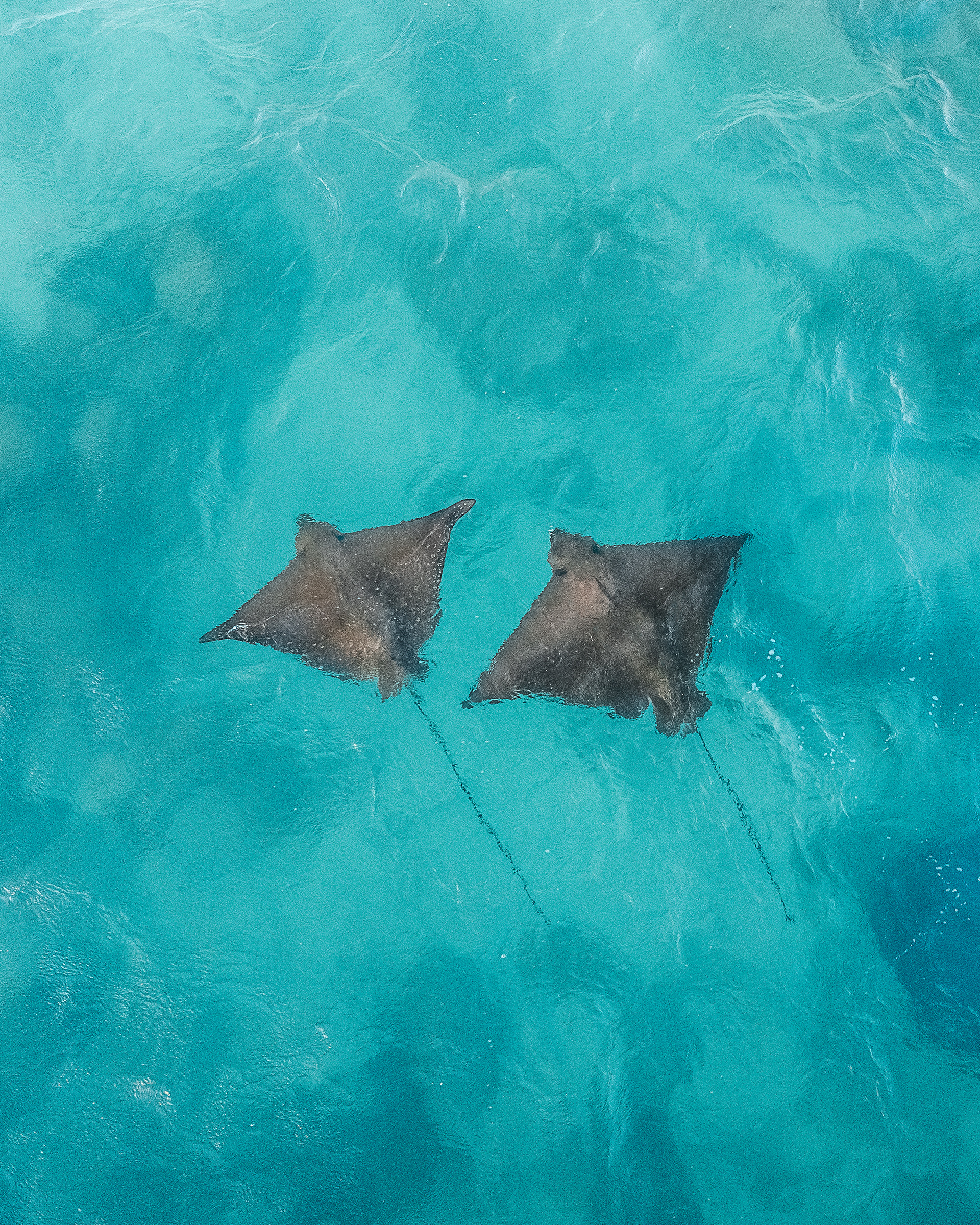 Eagle Rays