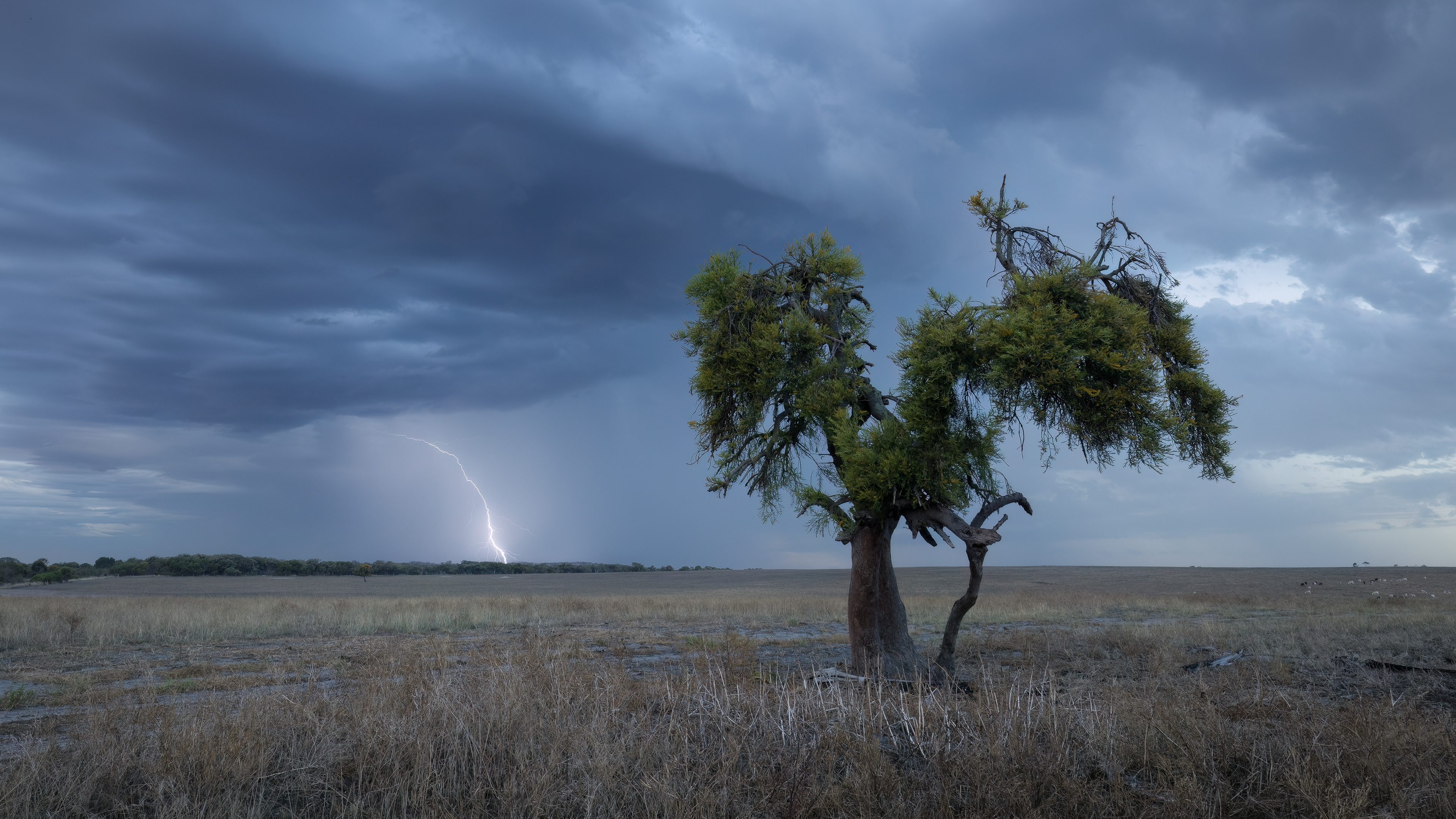 Lightning storm behind a lone tree in a paddock near Esperance, Western Australia, captured in dramatic landscape photography.