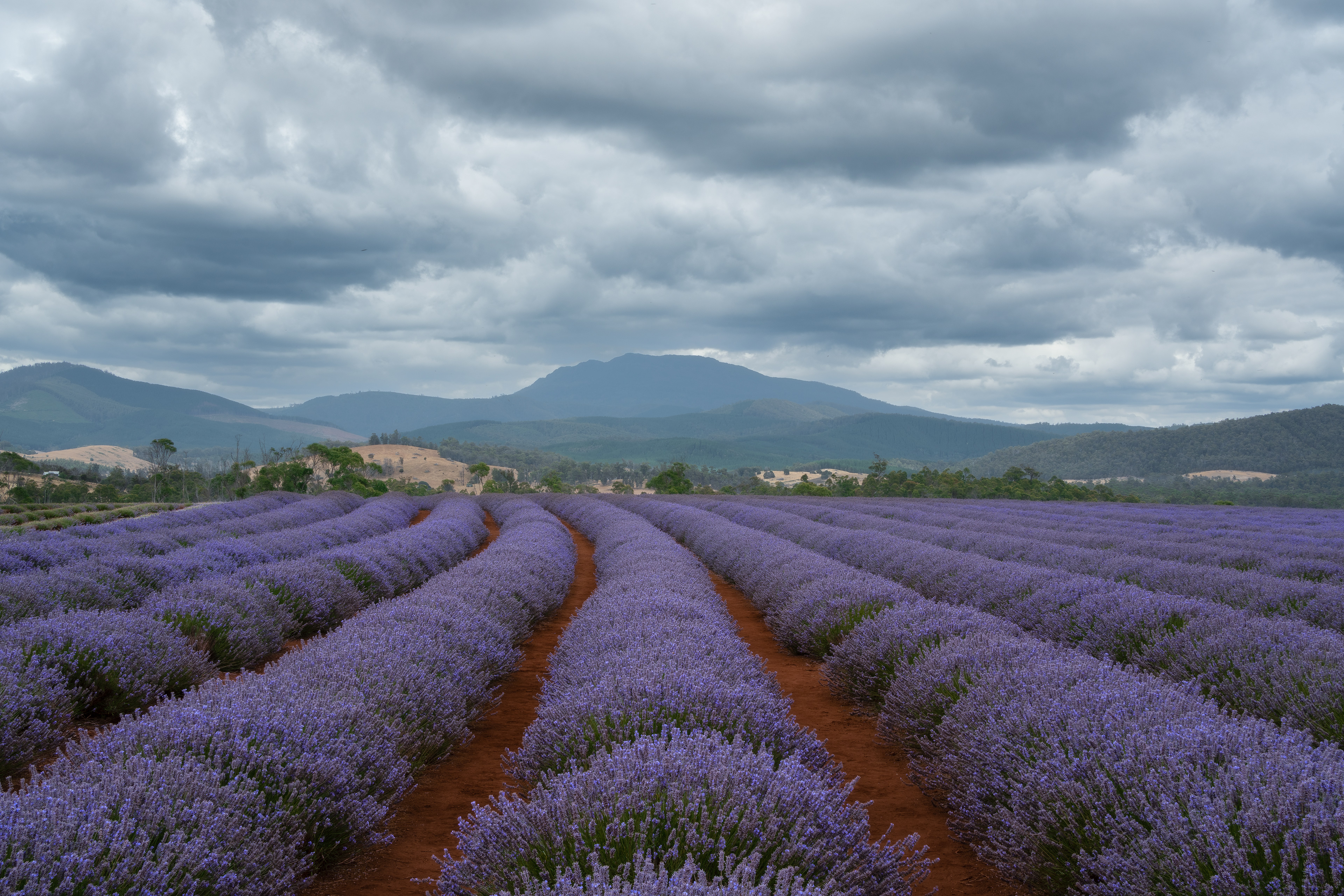 Bridstowe Lavendar