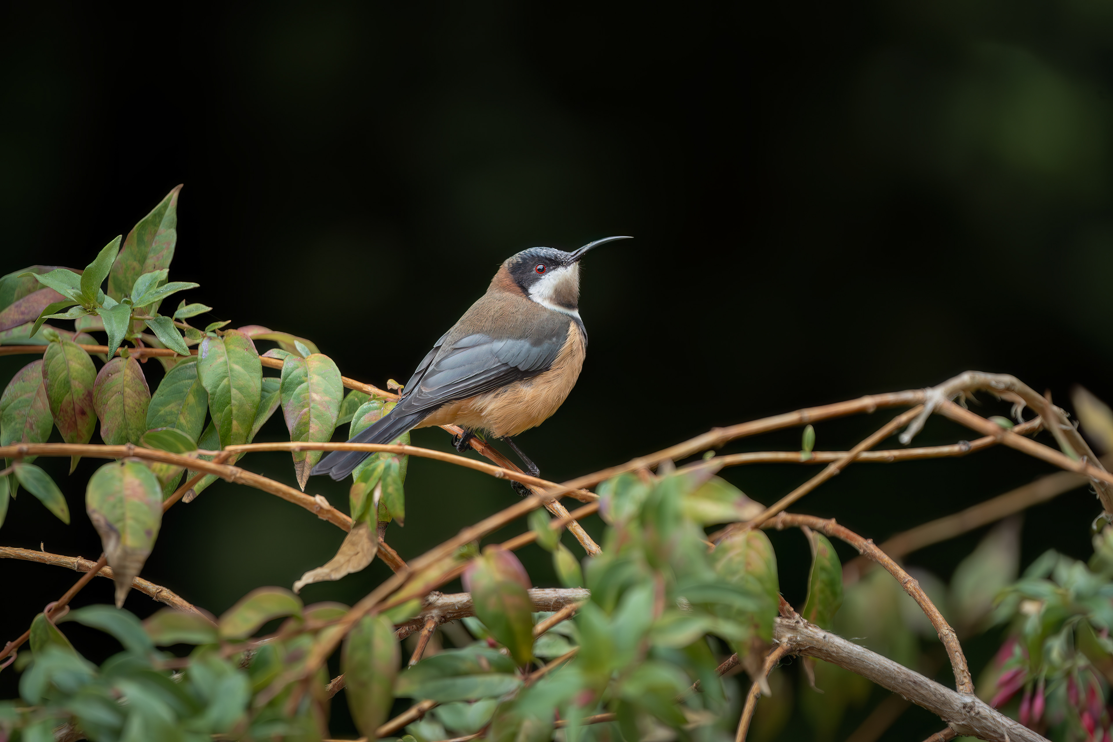 Eastern Spinebill