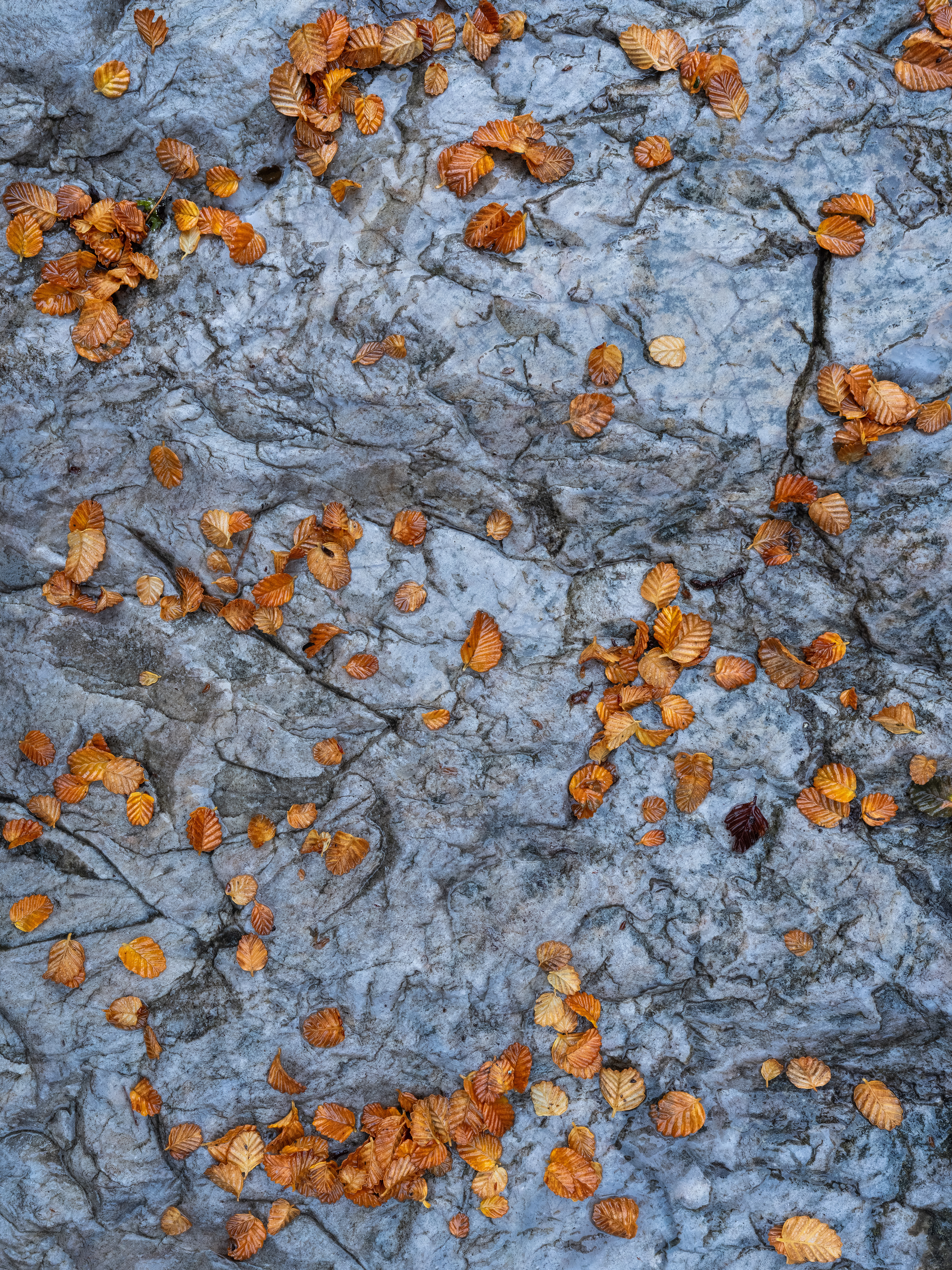 Fallen Fagus (4:5)