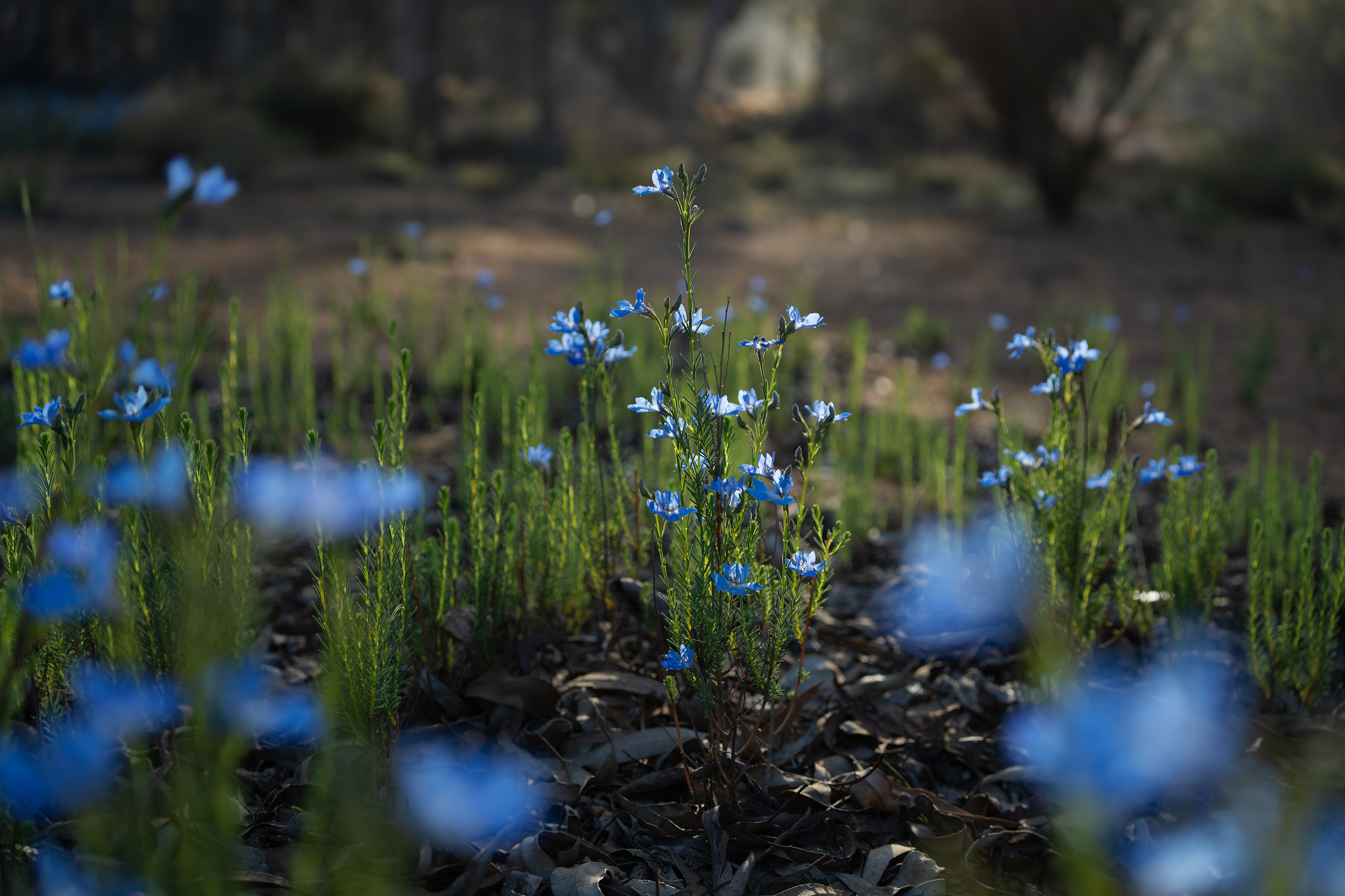 Leschenaultia Biloba
