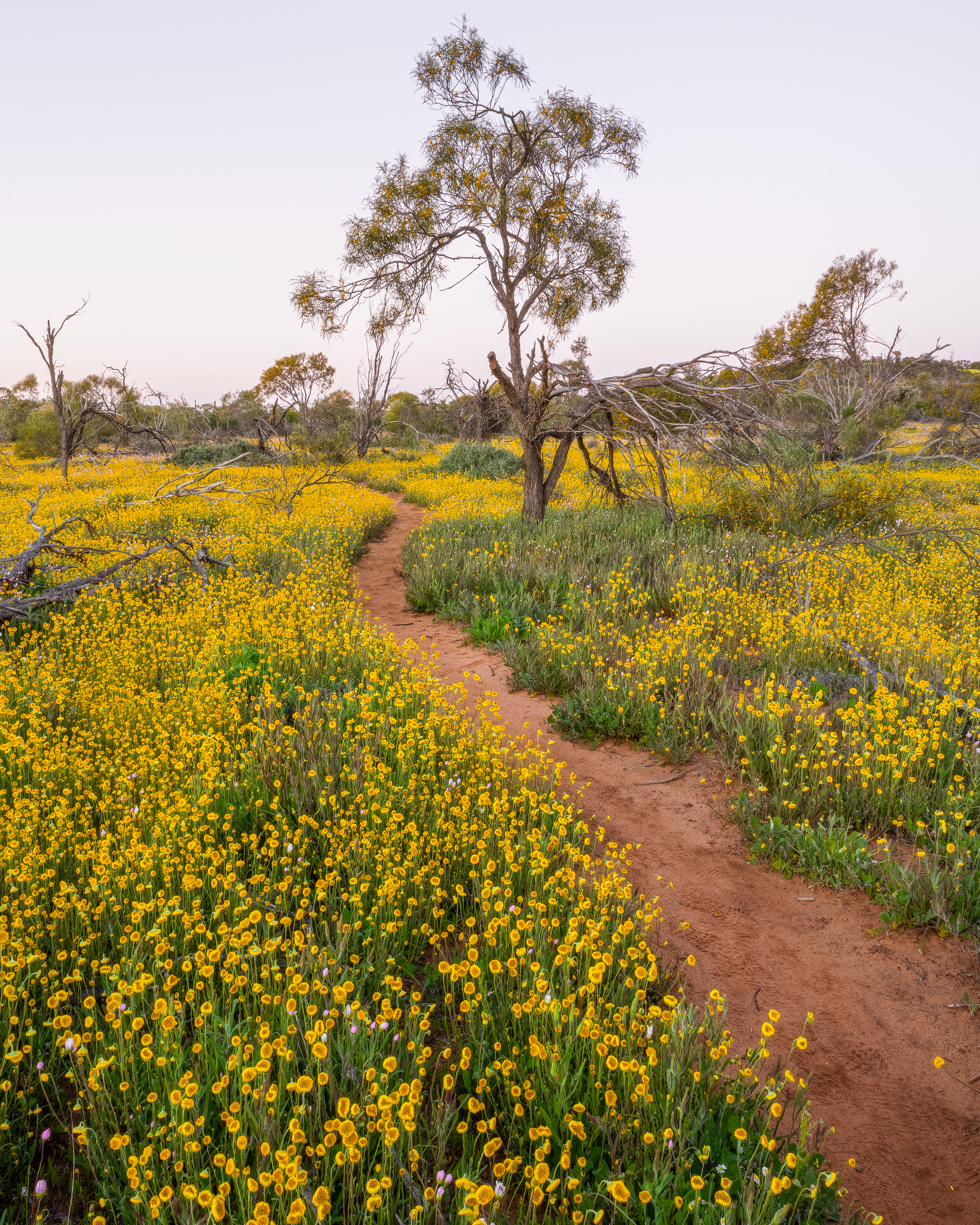 Coalseam Conservation Park 02