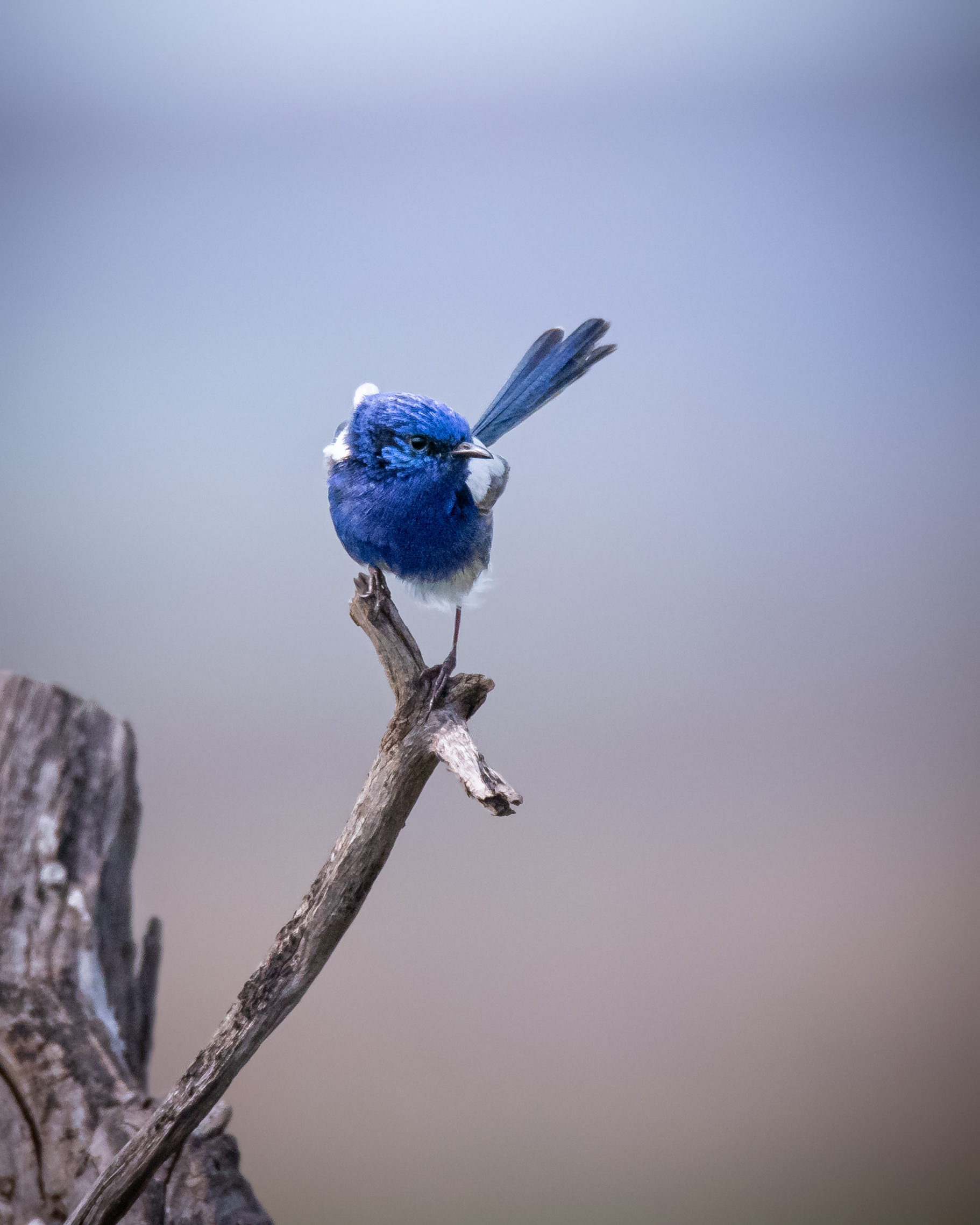 White-winged Fairywren