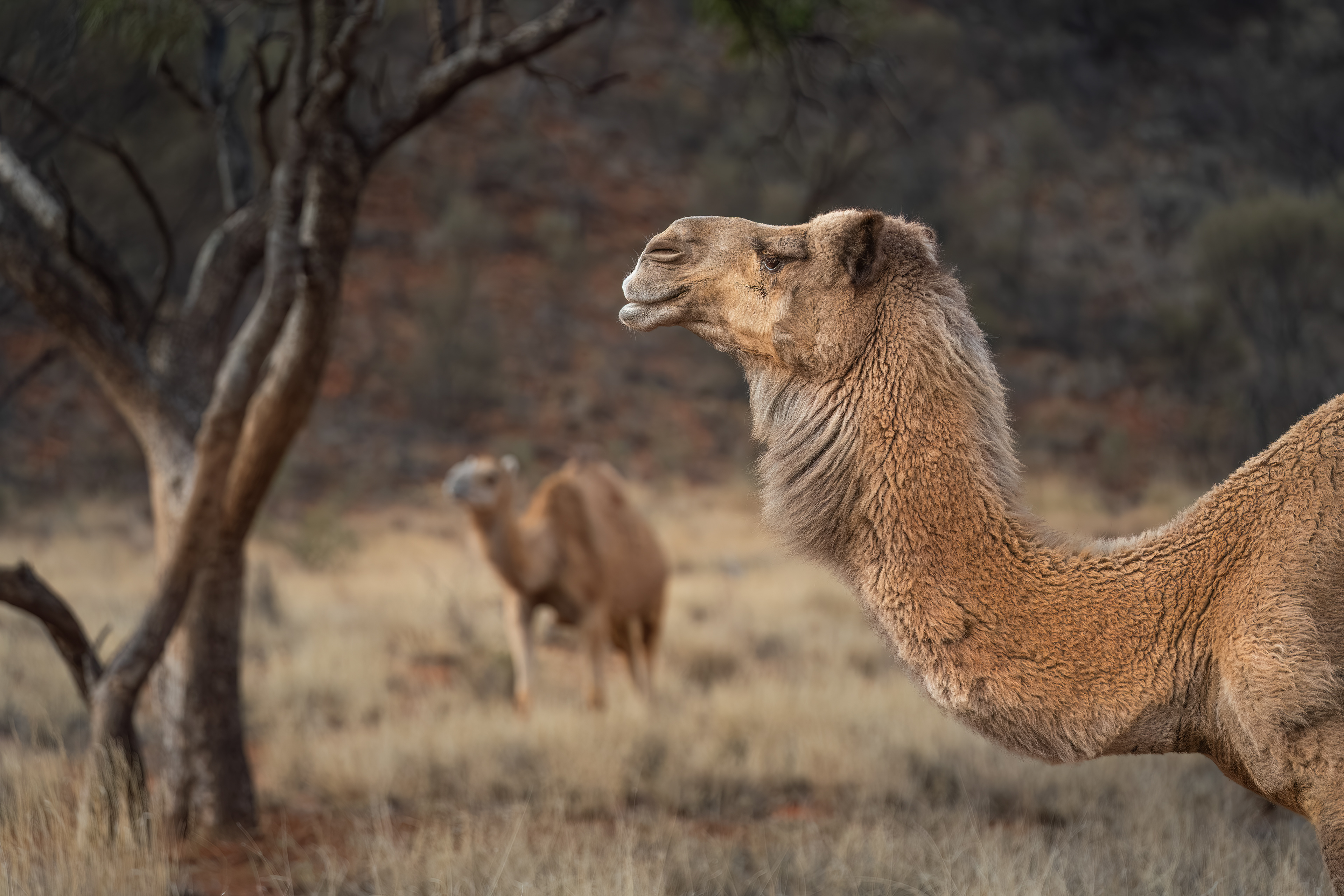 Wild Camel