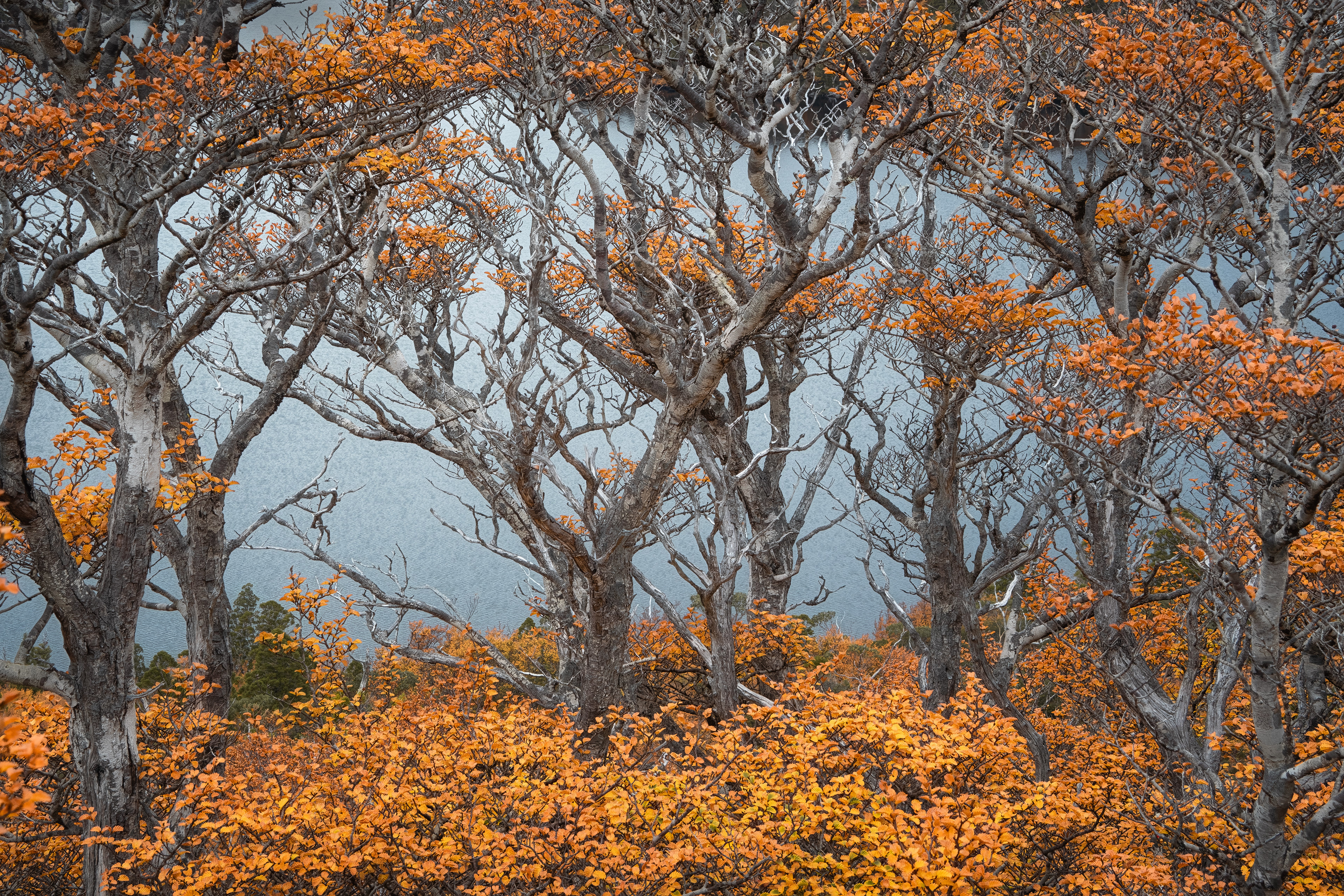 Cradle Mountain Fagus (2:3)