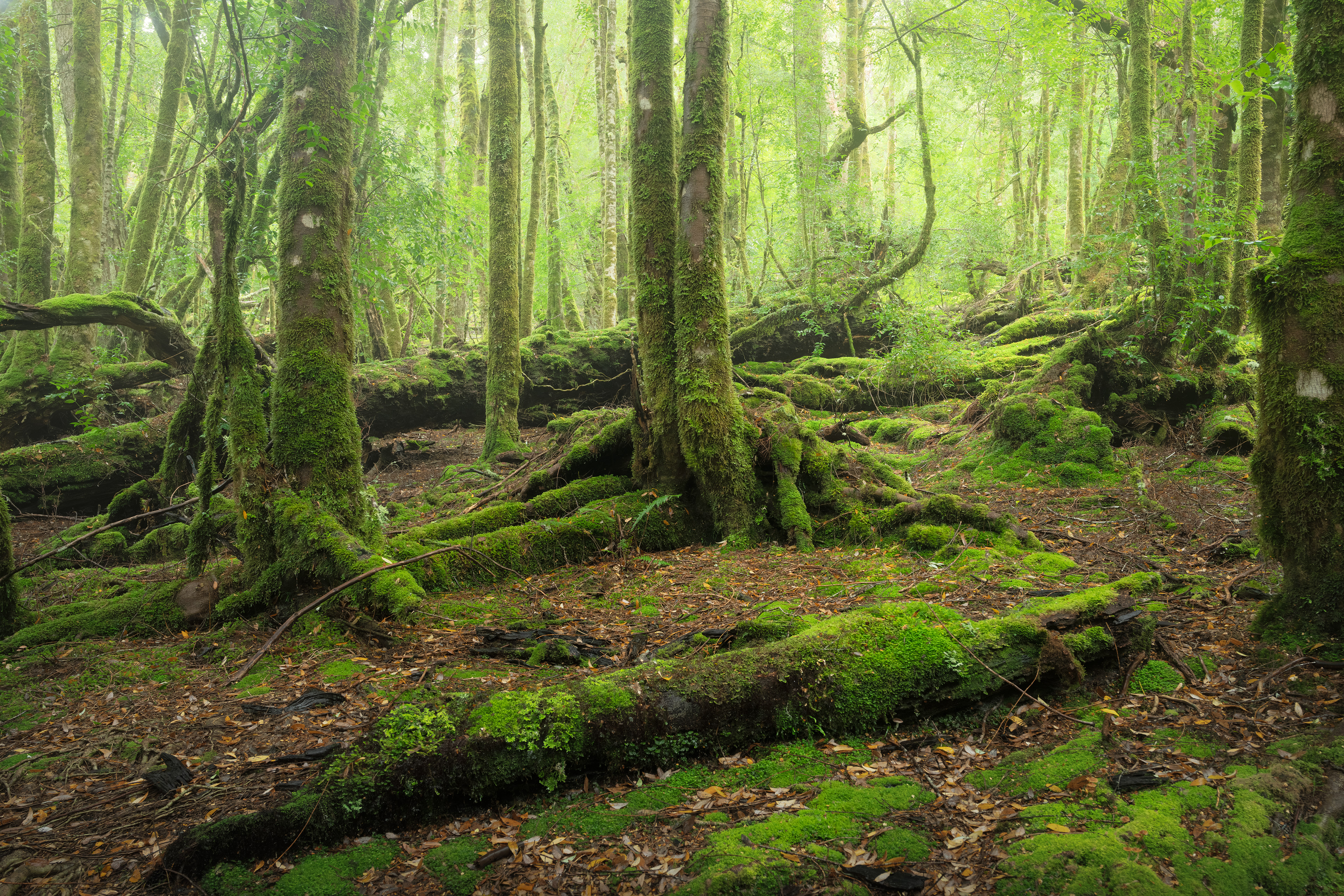 Cradle Mountain