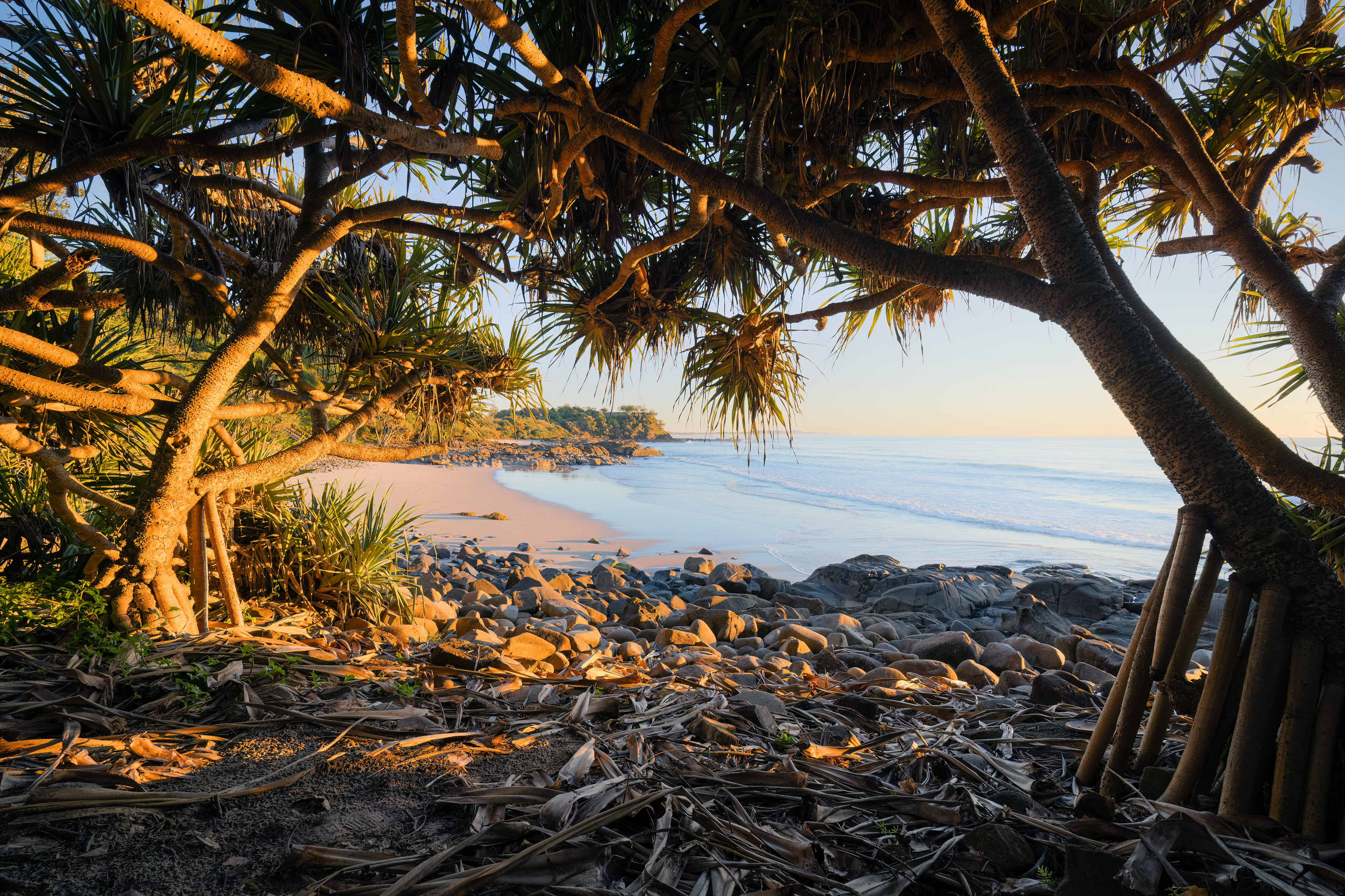 Coolum Pandanus