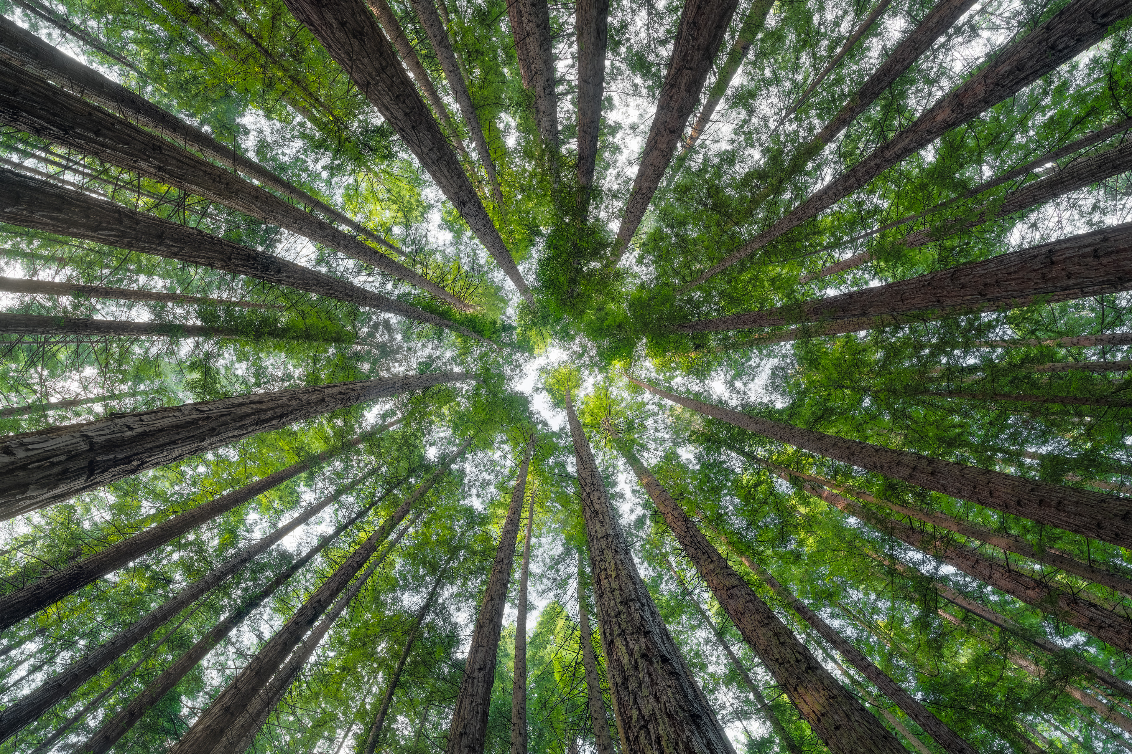 Yarra Range Redwoods