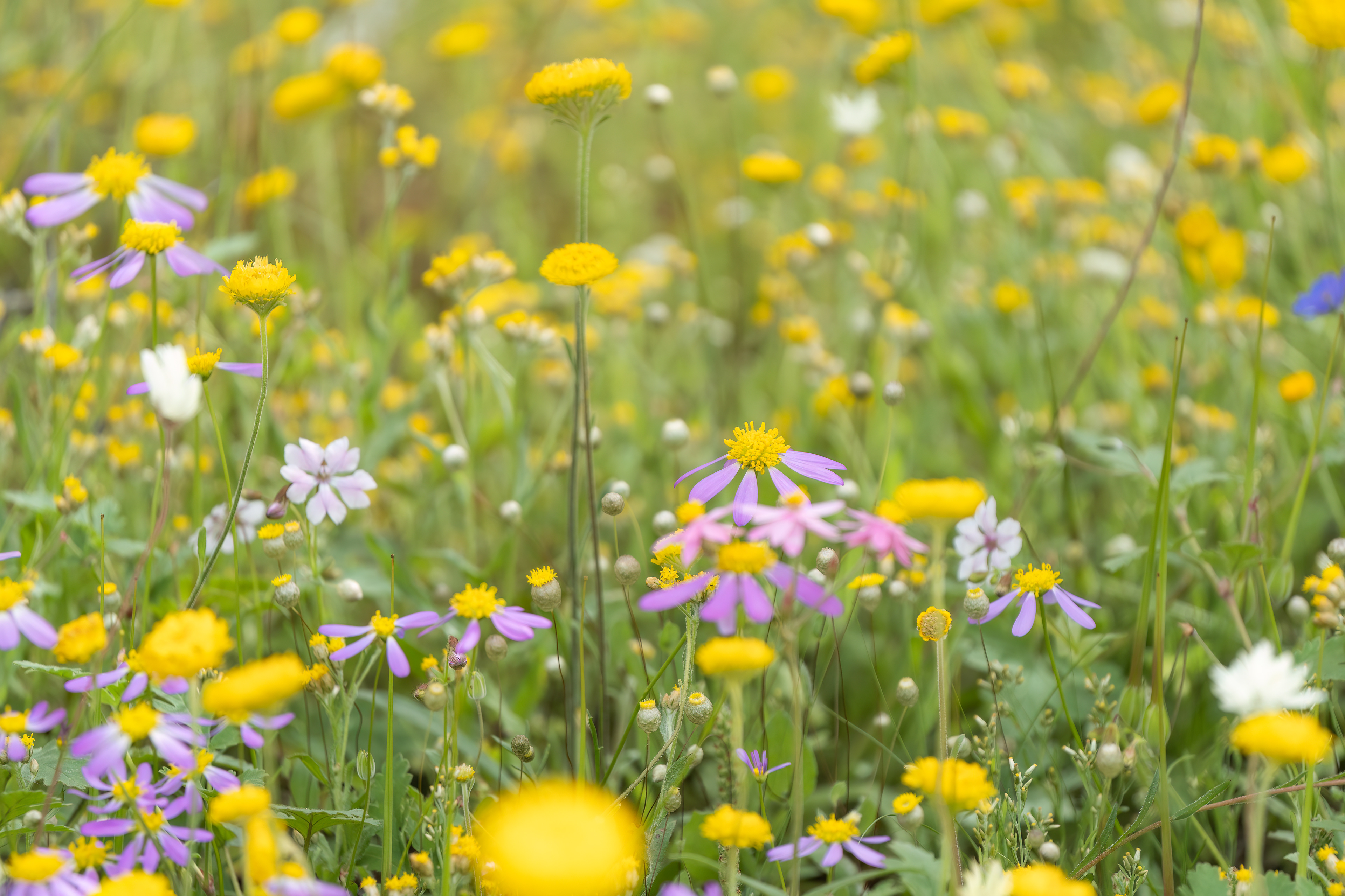Wildflowers near Mullewa