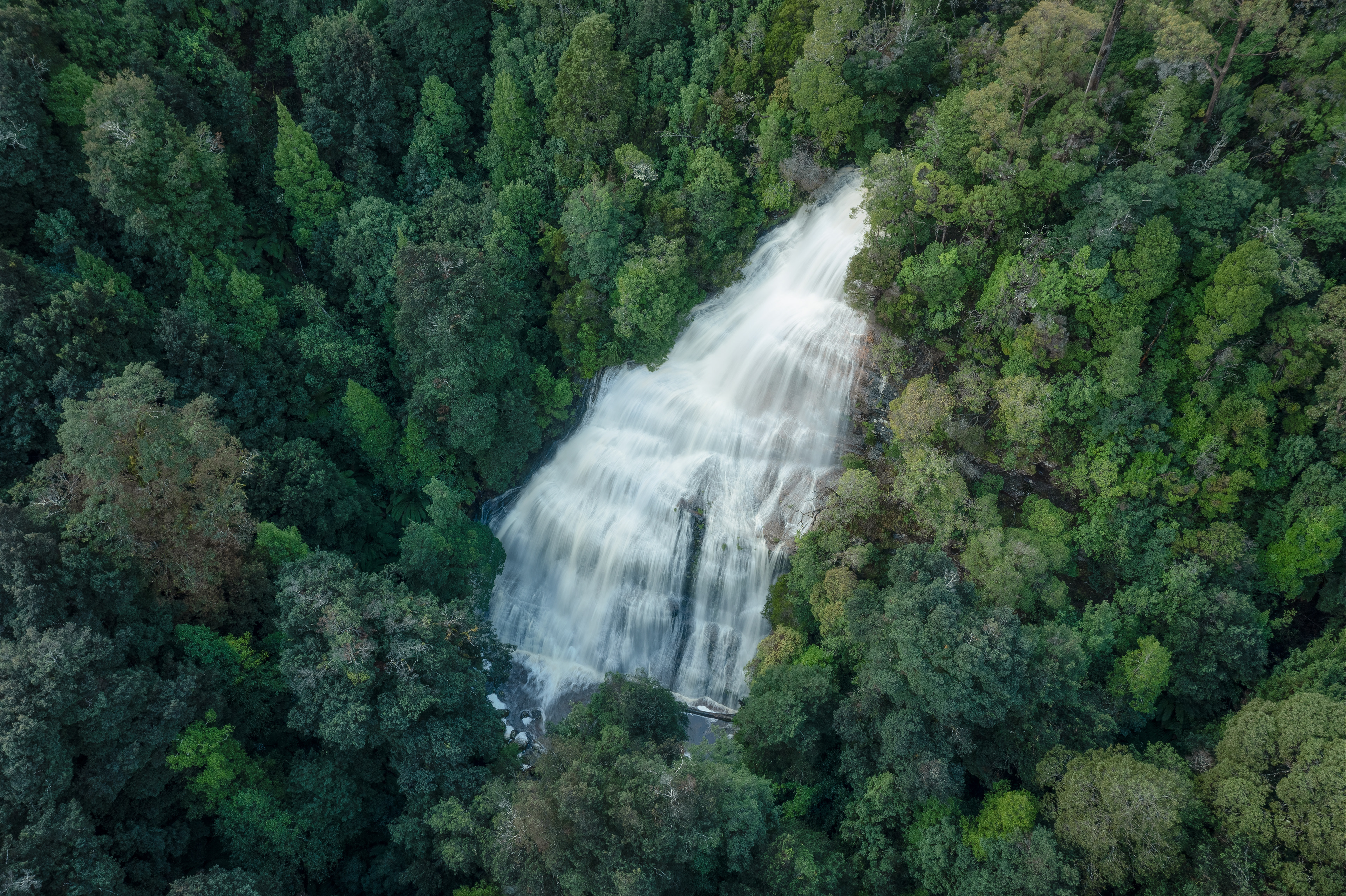 Tarkine