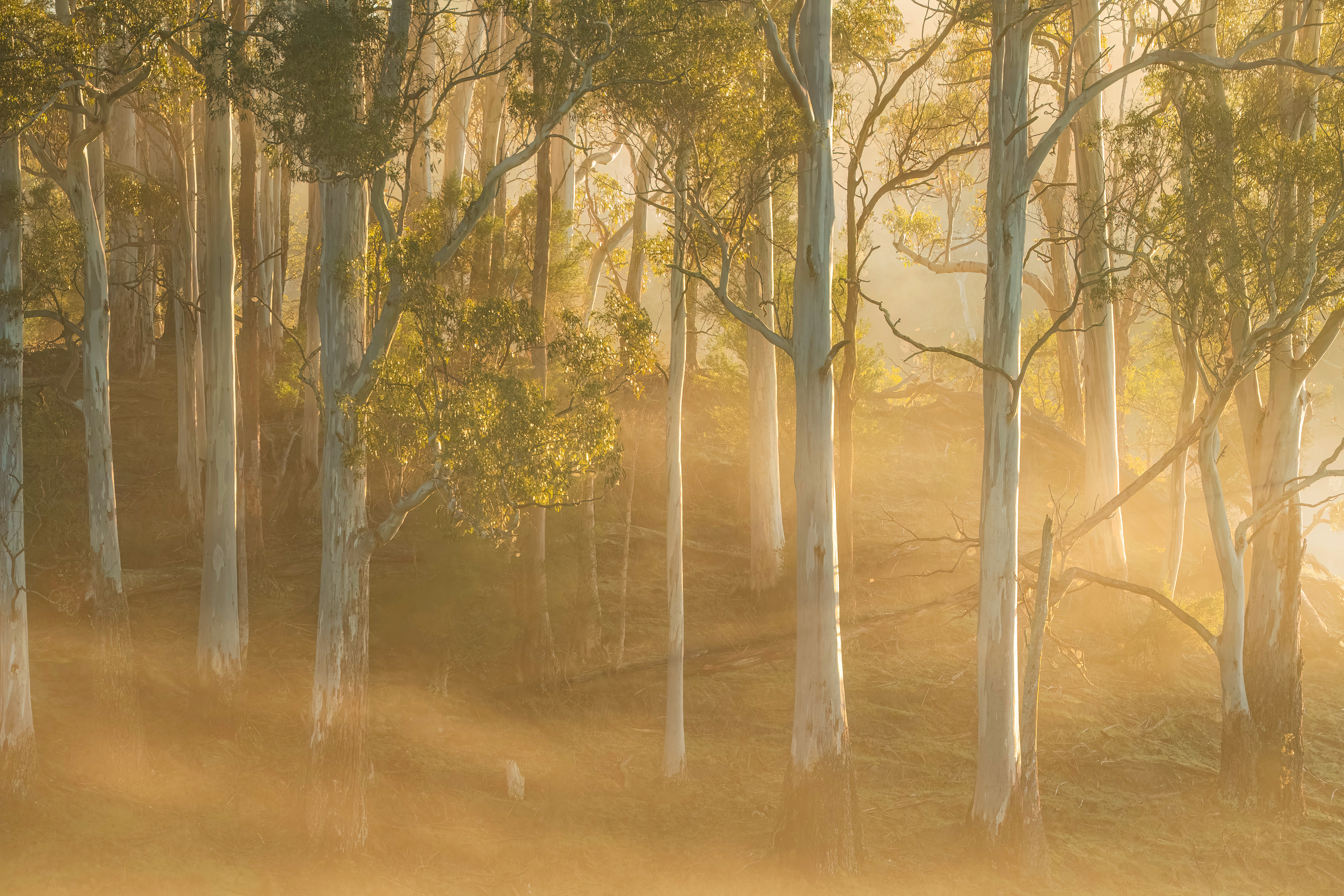 Golden Hour (2:3)