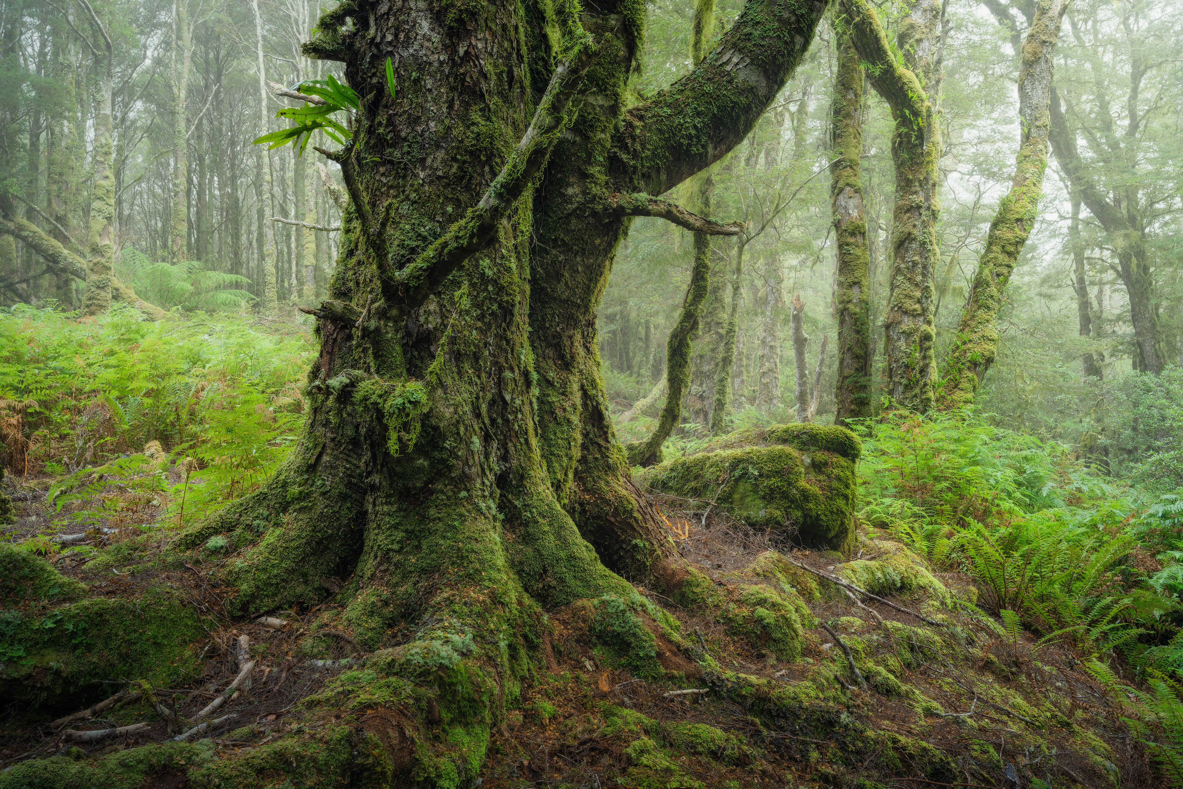 Blue Tier Myrtle Forest 02