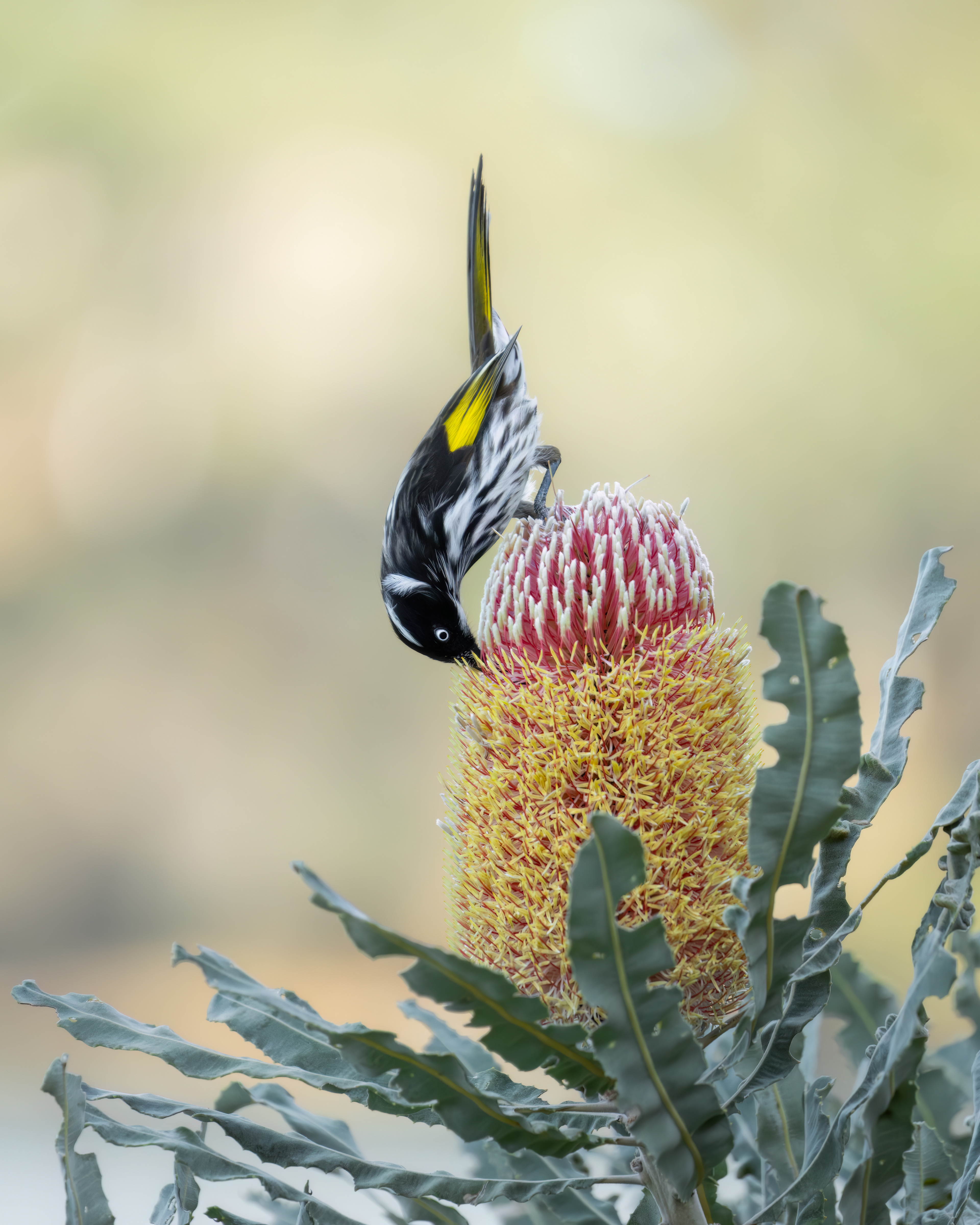 New Holland Honeyeater 02