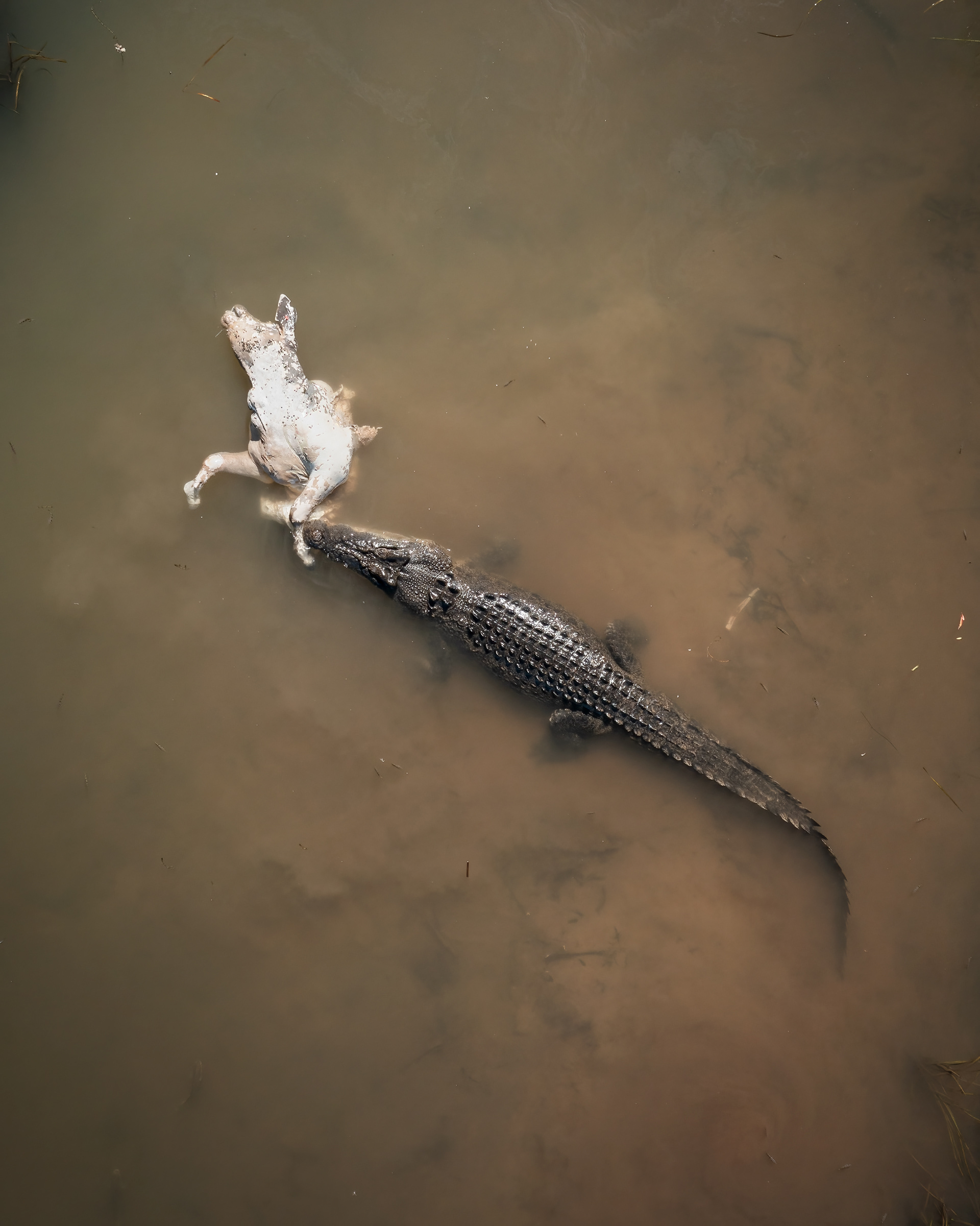 Estuarine Crocodile 01