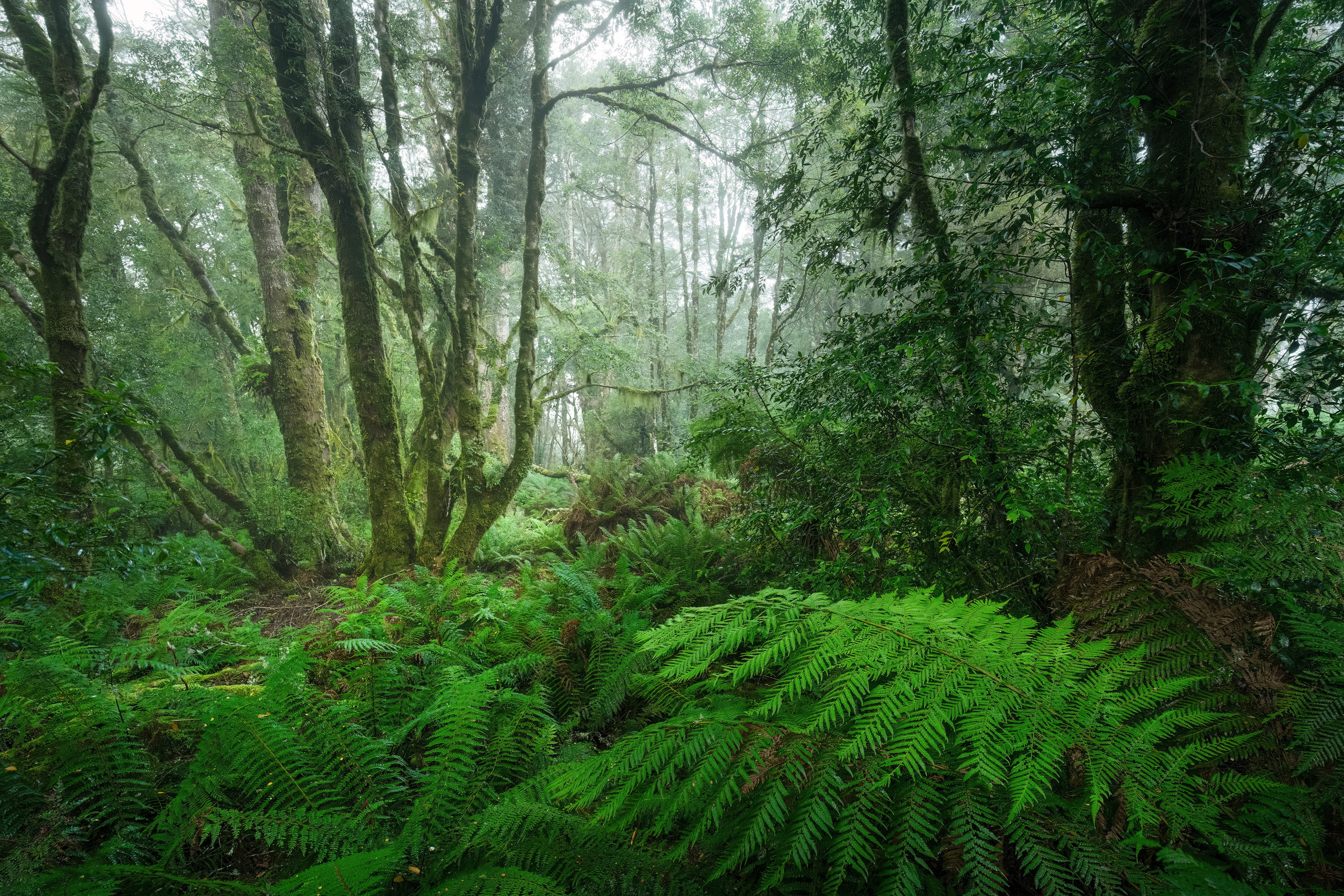 Blue Tier Forest (2:3)