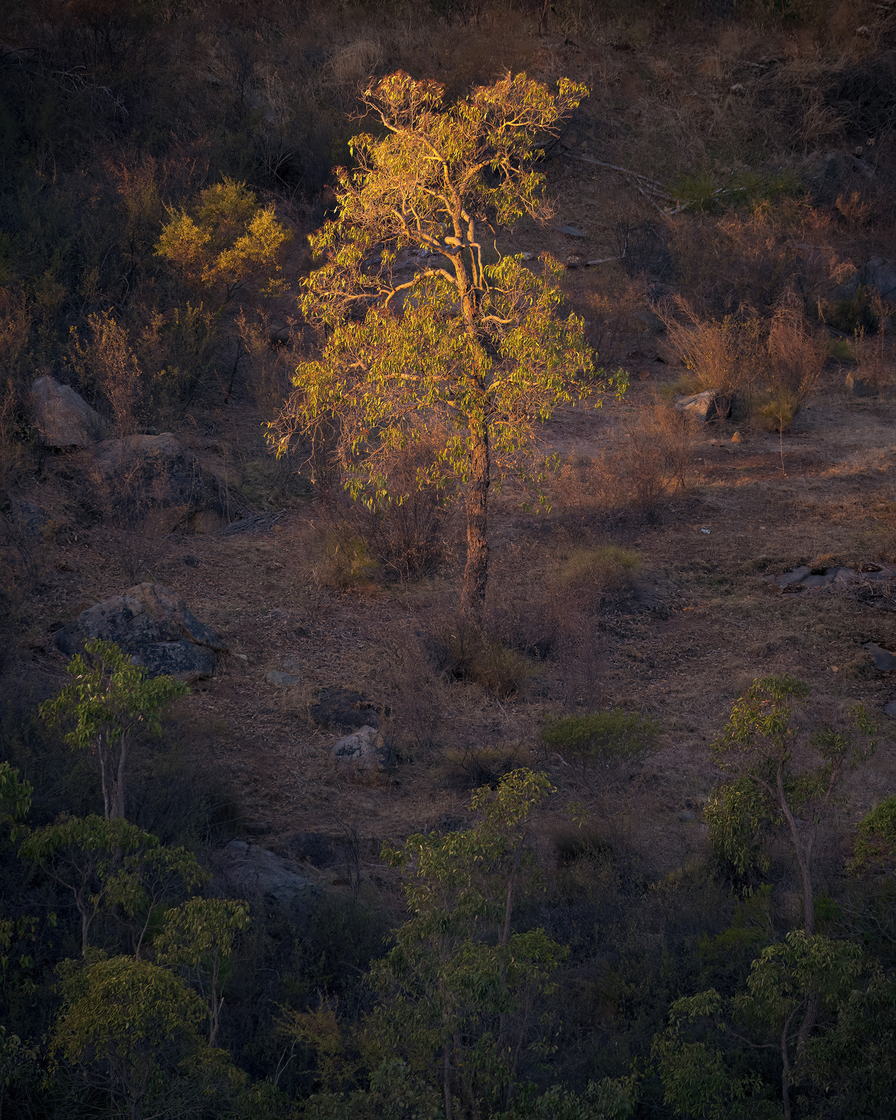 A lone tree catching the last light of the day - Perth Hills WA.